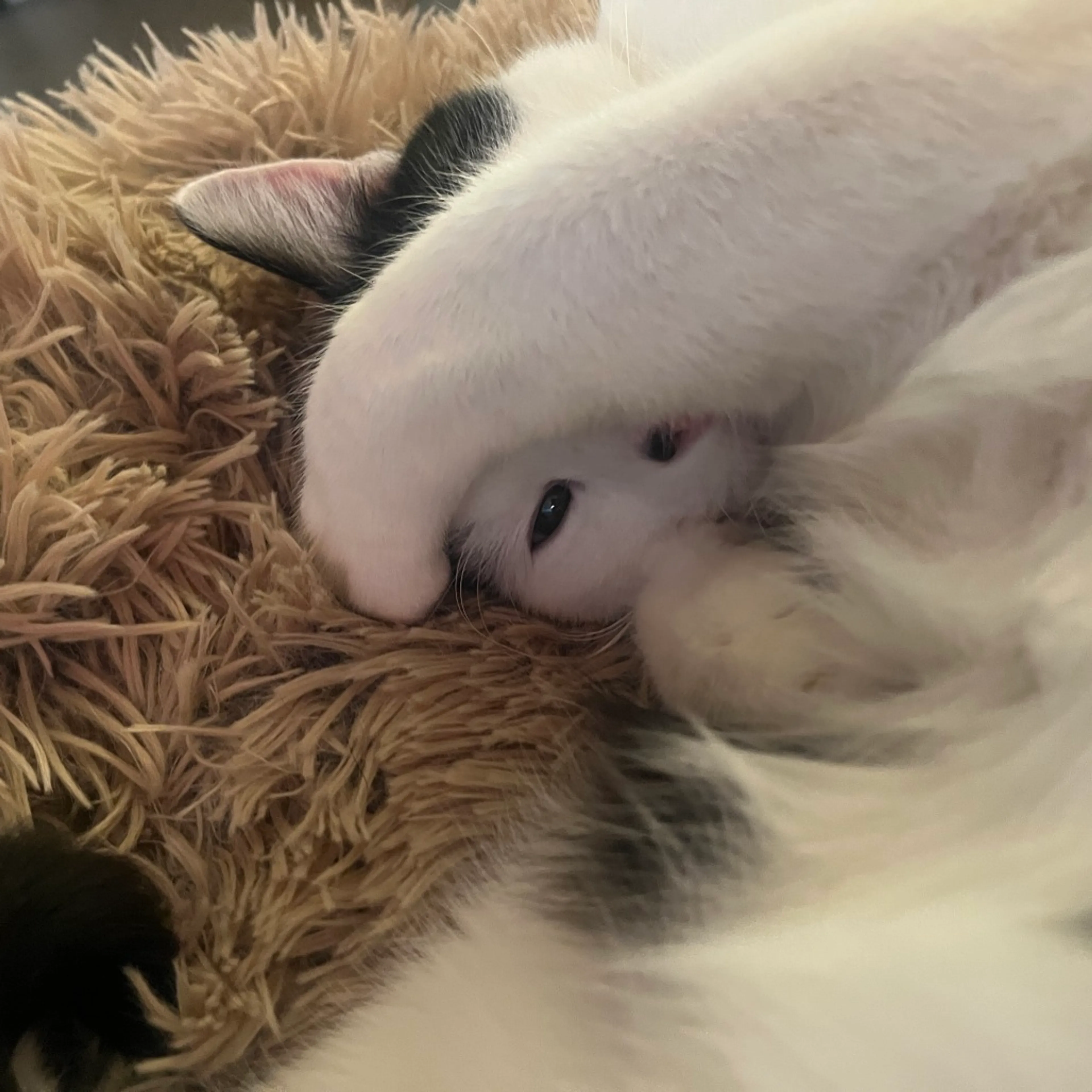 Found pet-21