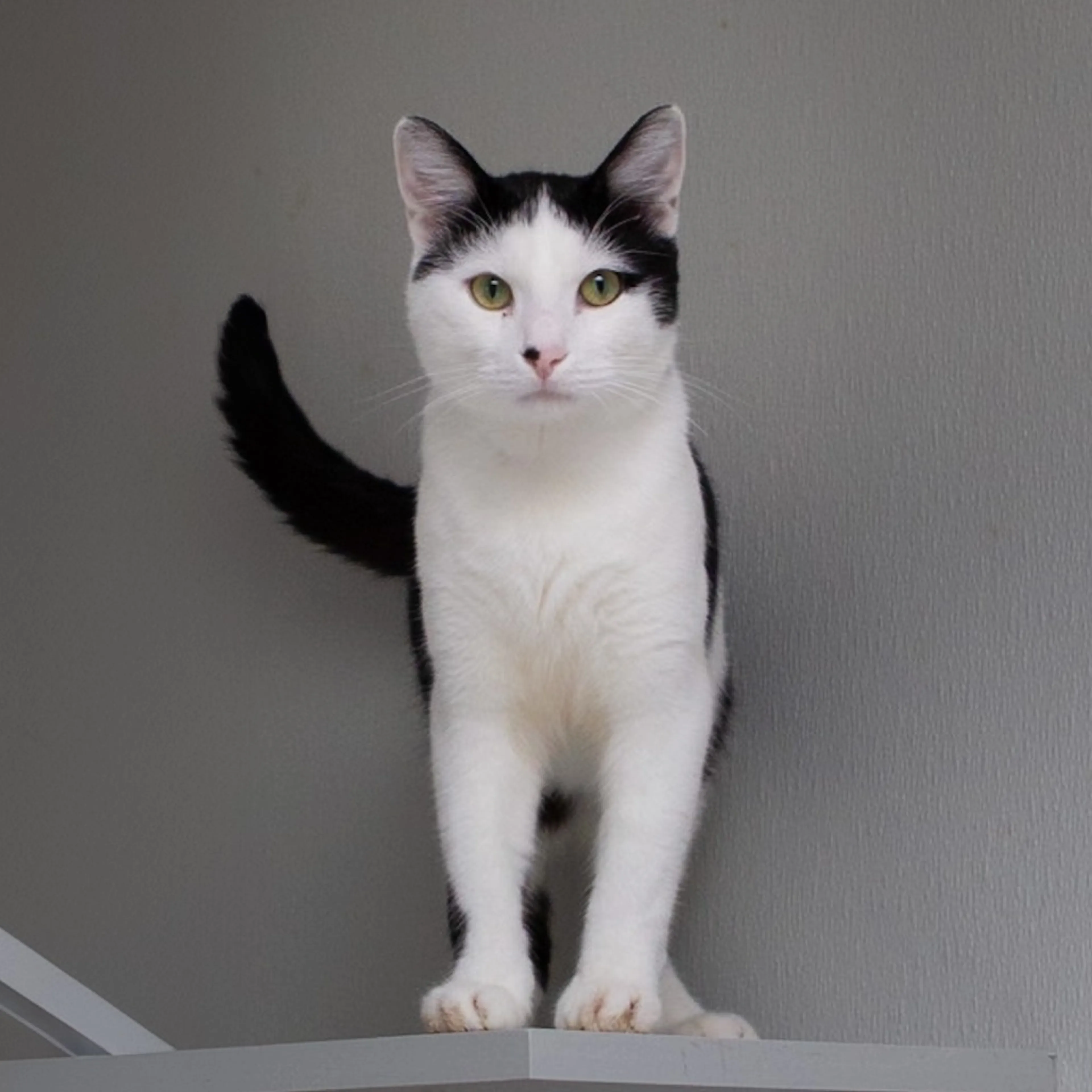Found pet-0