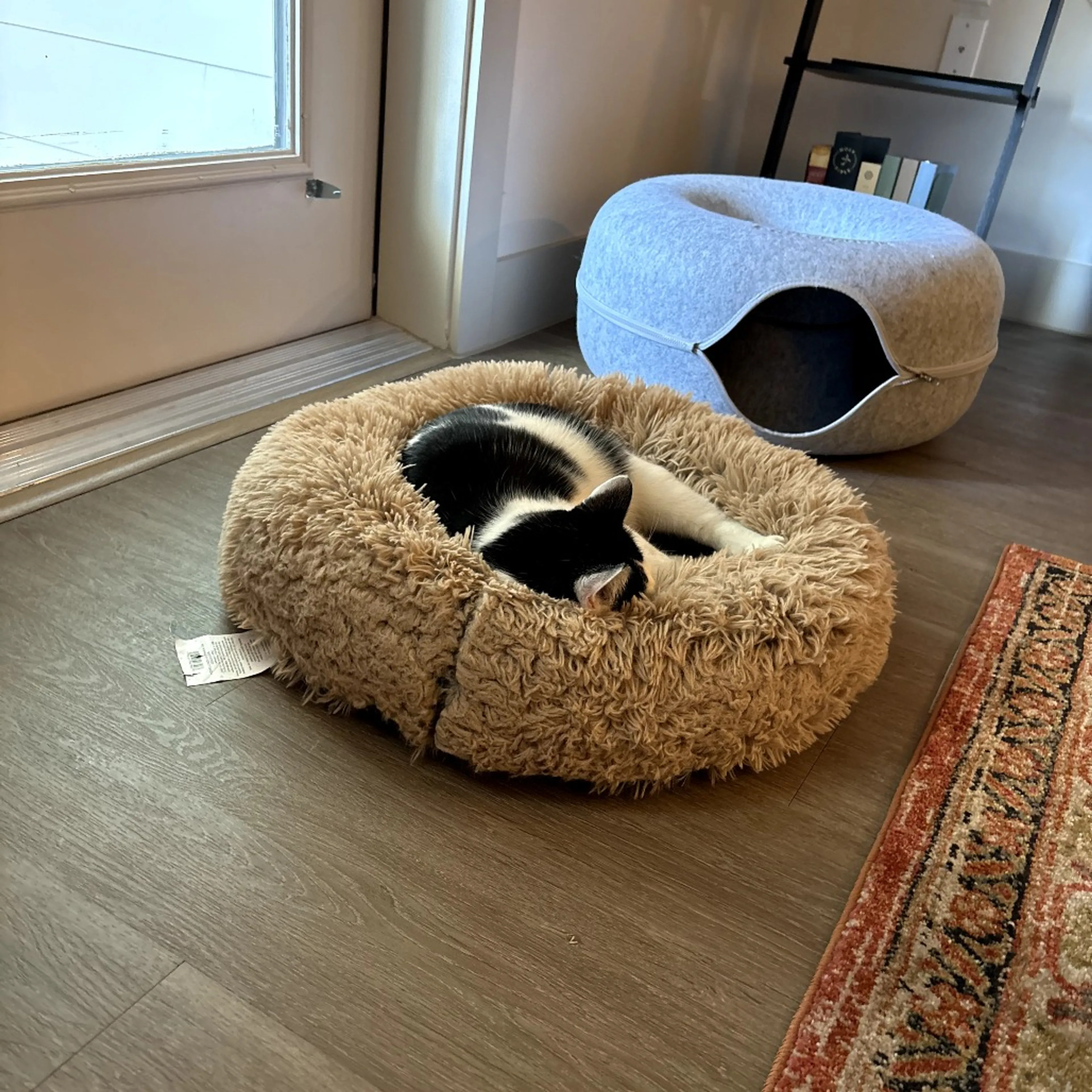Found pet-8