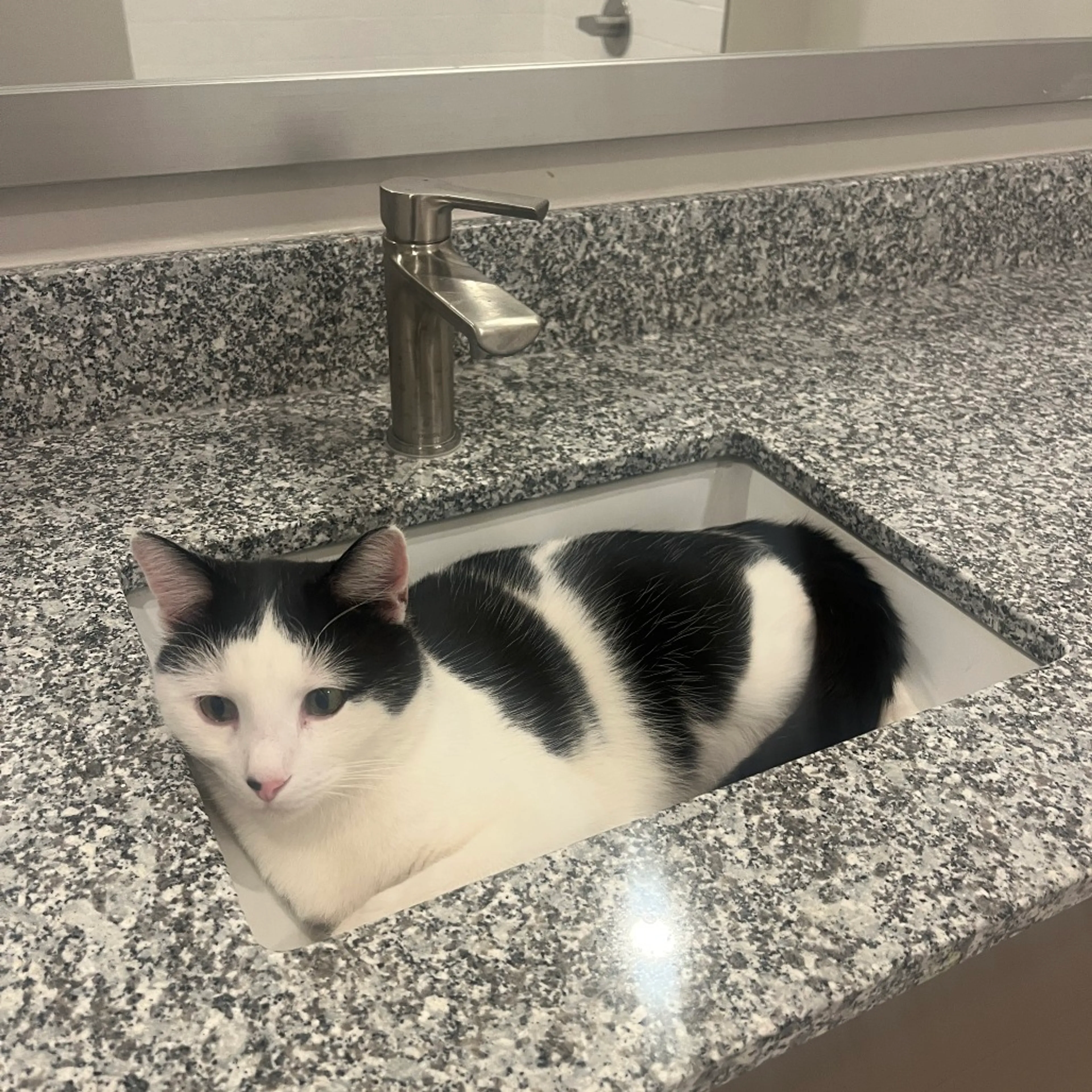 Found pet-20