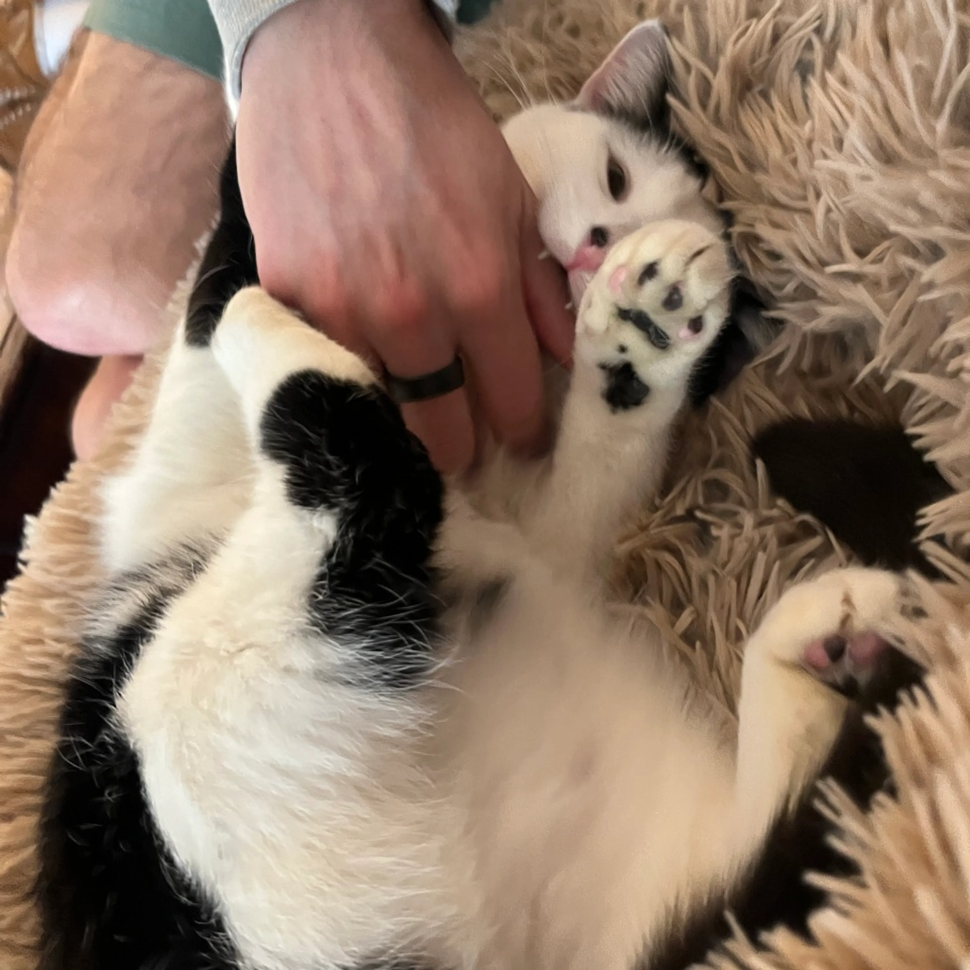 Found pet-18