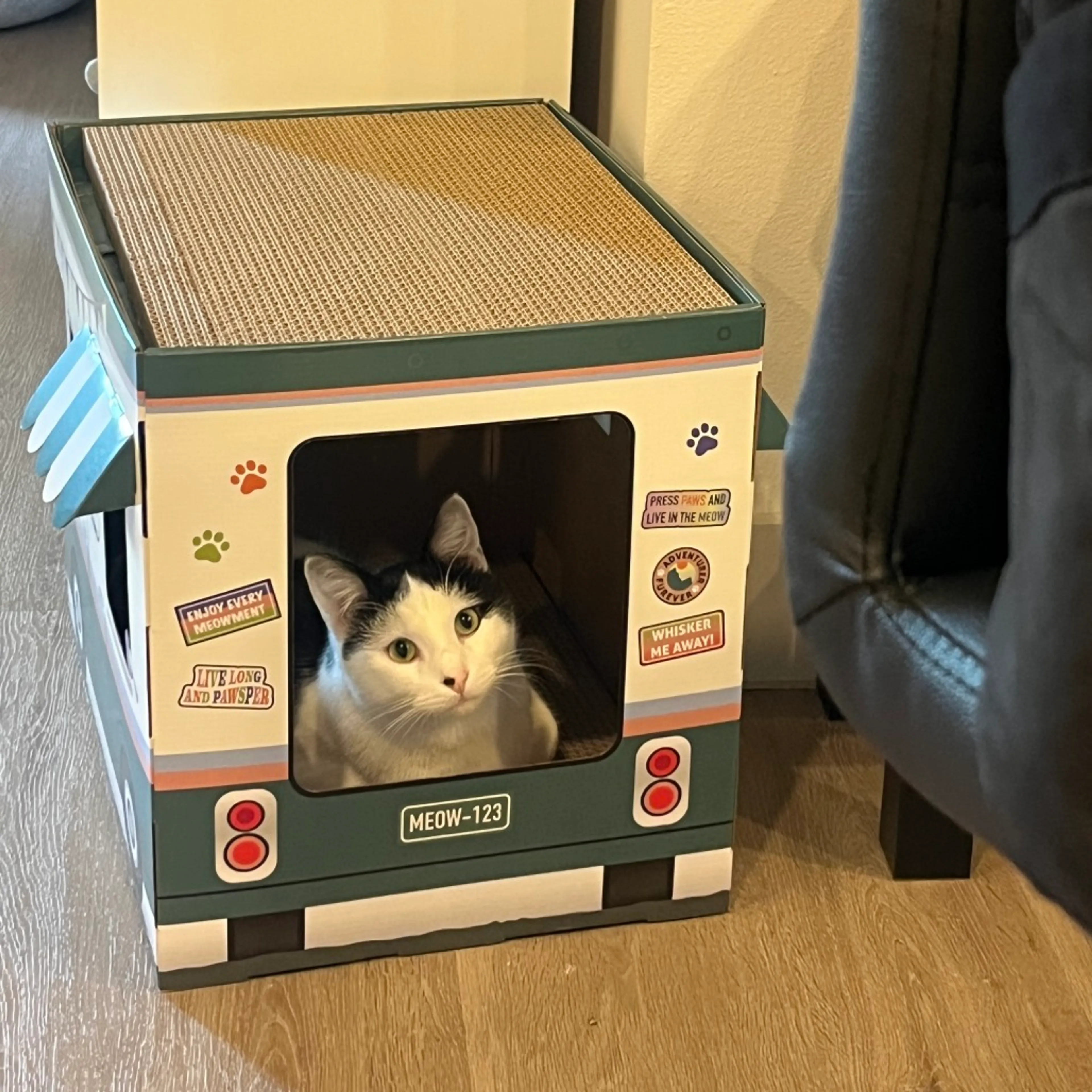 Found pet-22