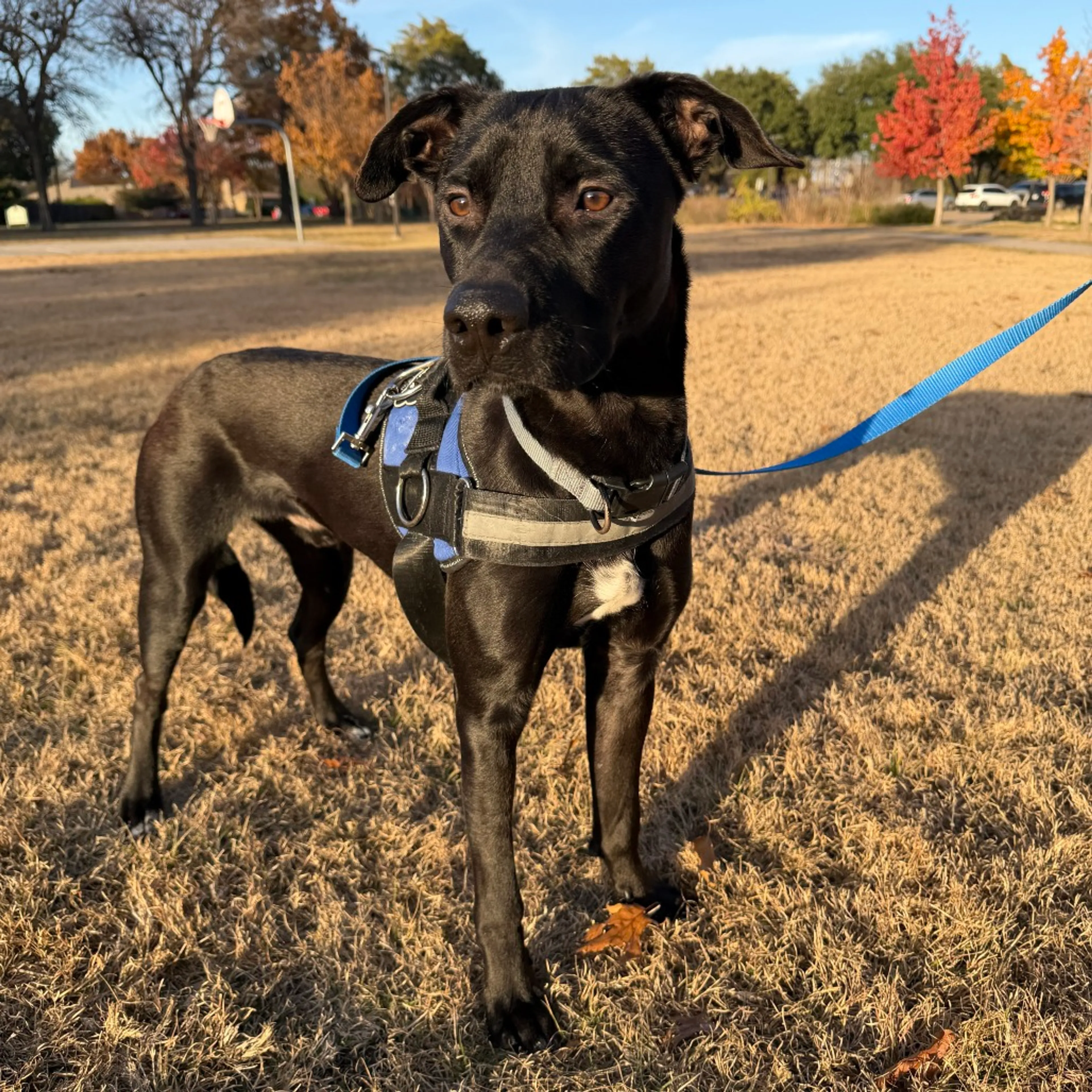 Found pet-22