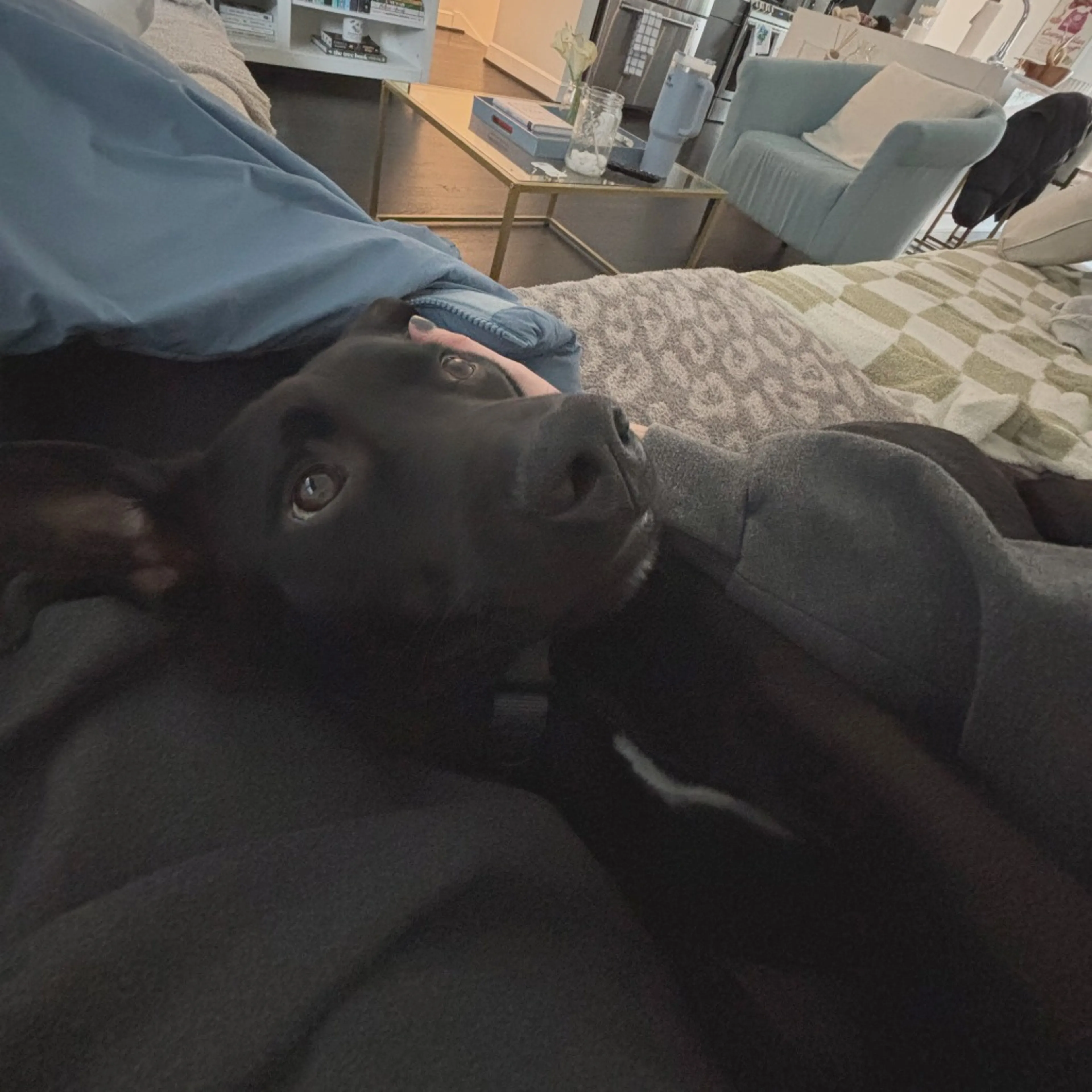 Found pet-28