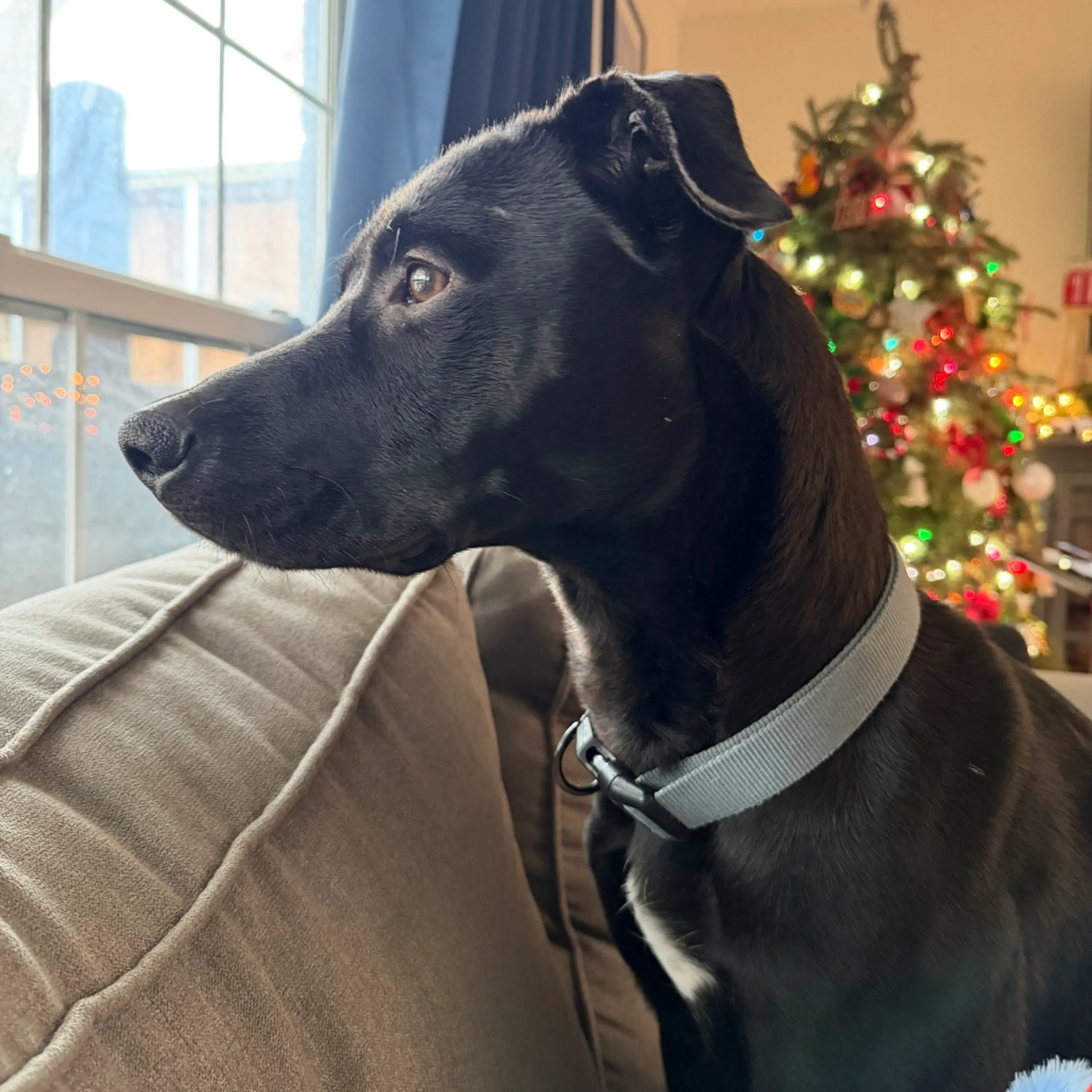 Found pet-24