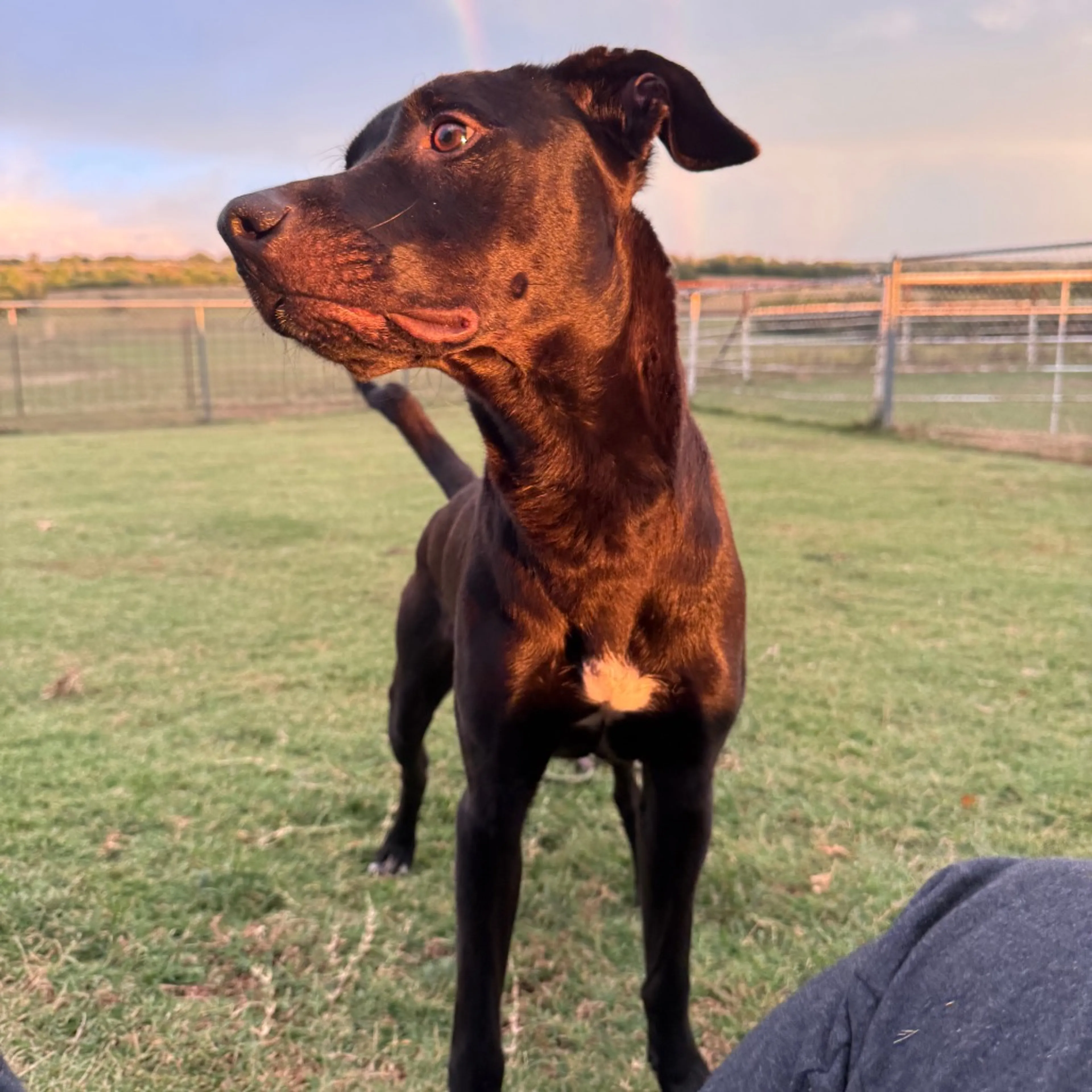 Found pet-4