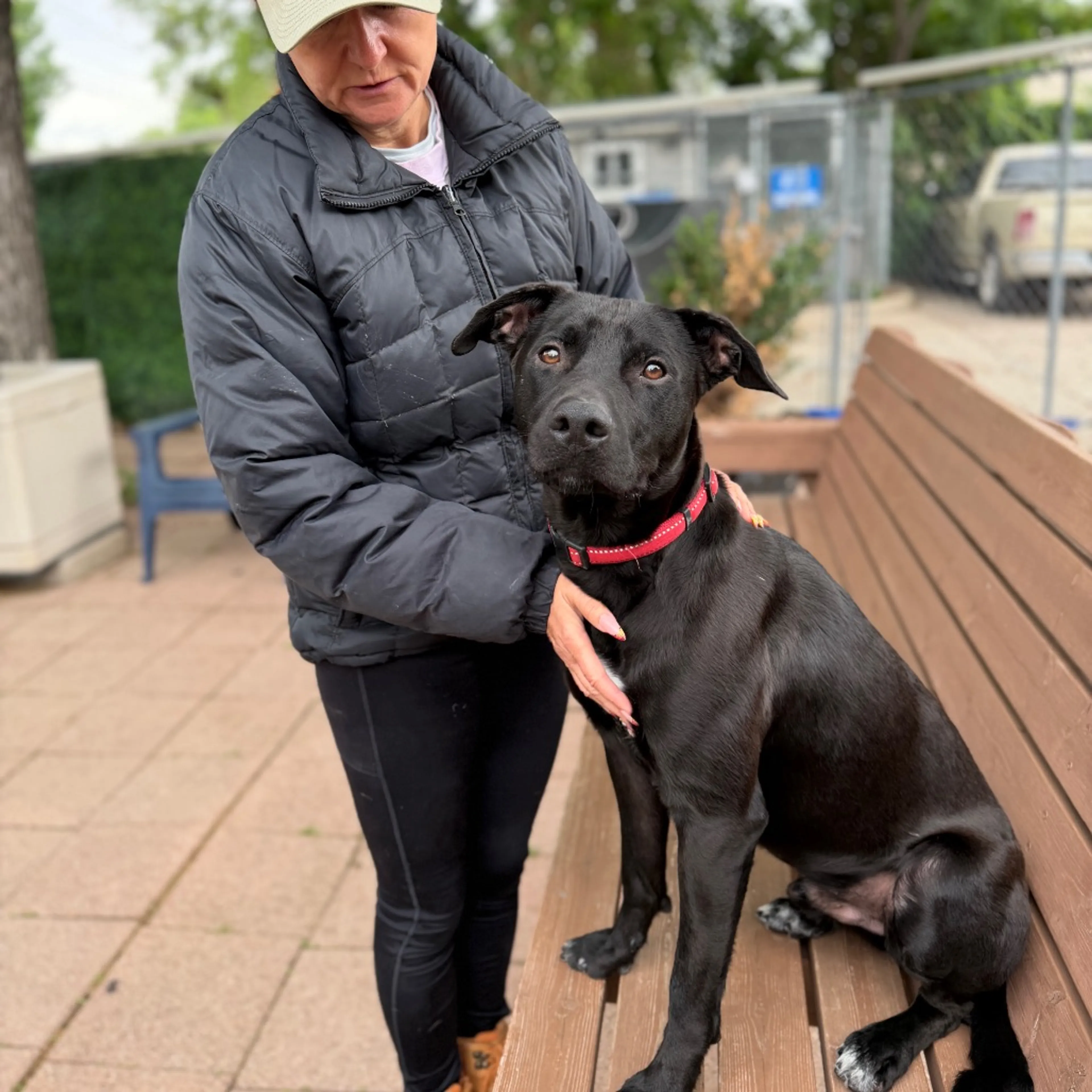 Found pet-33
