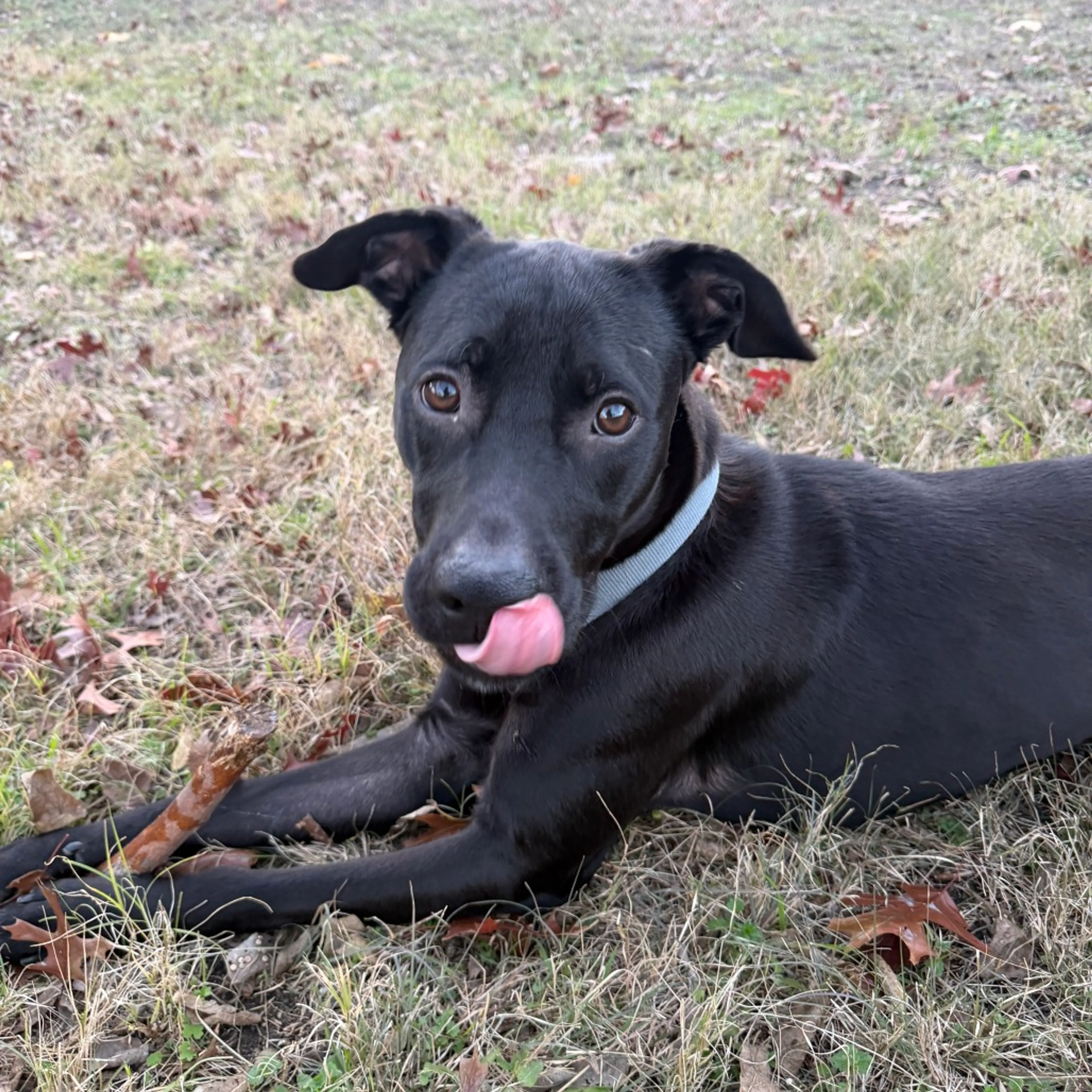 Found pet-23