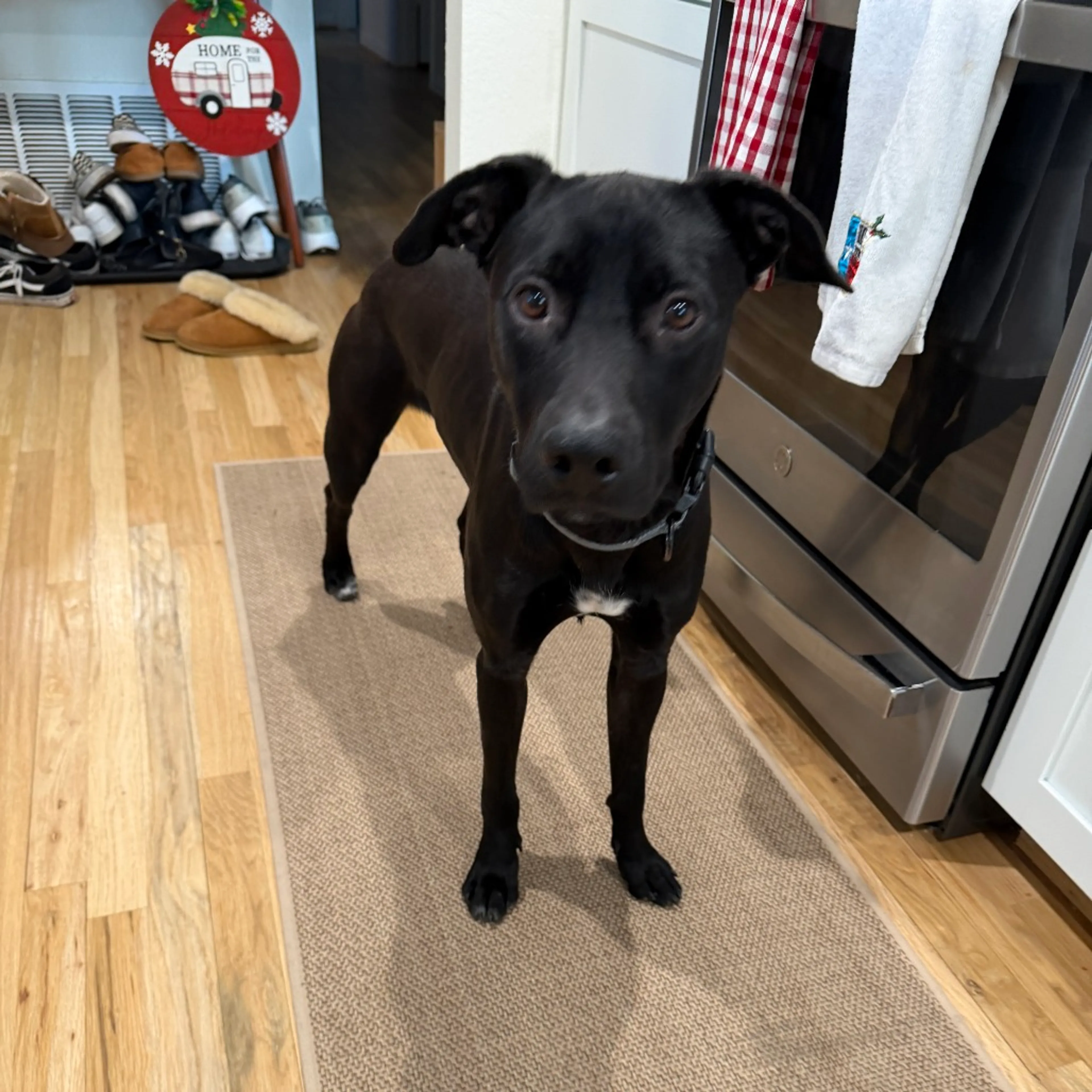 Found pet-19
