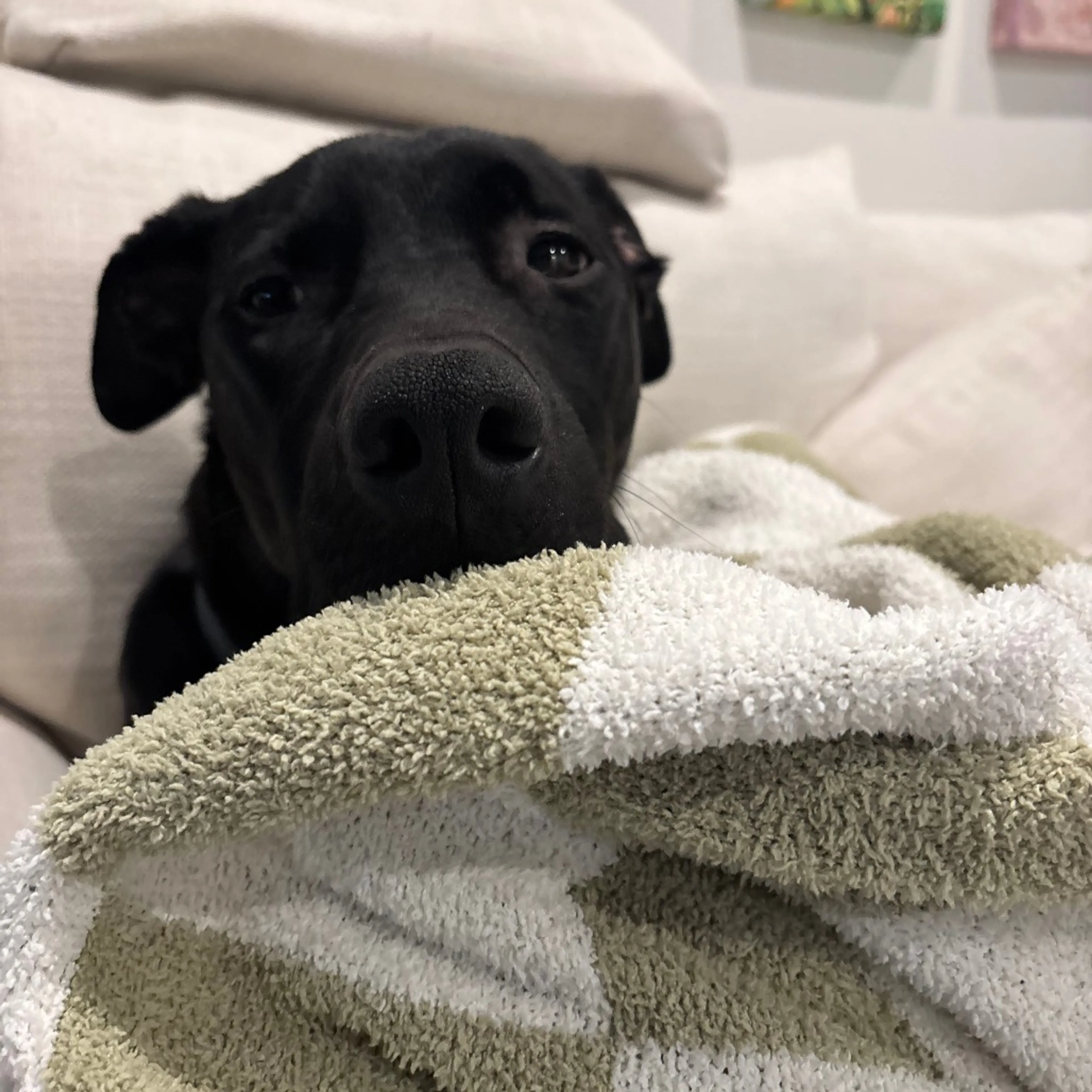 Found pet-30