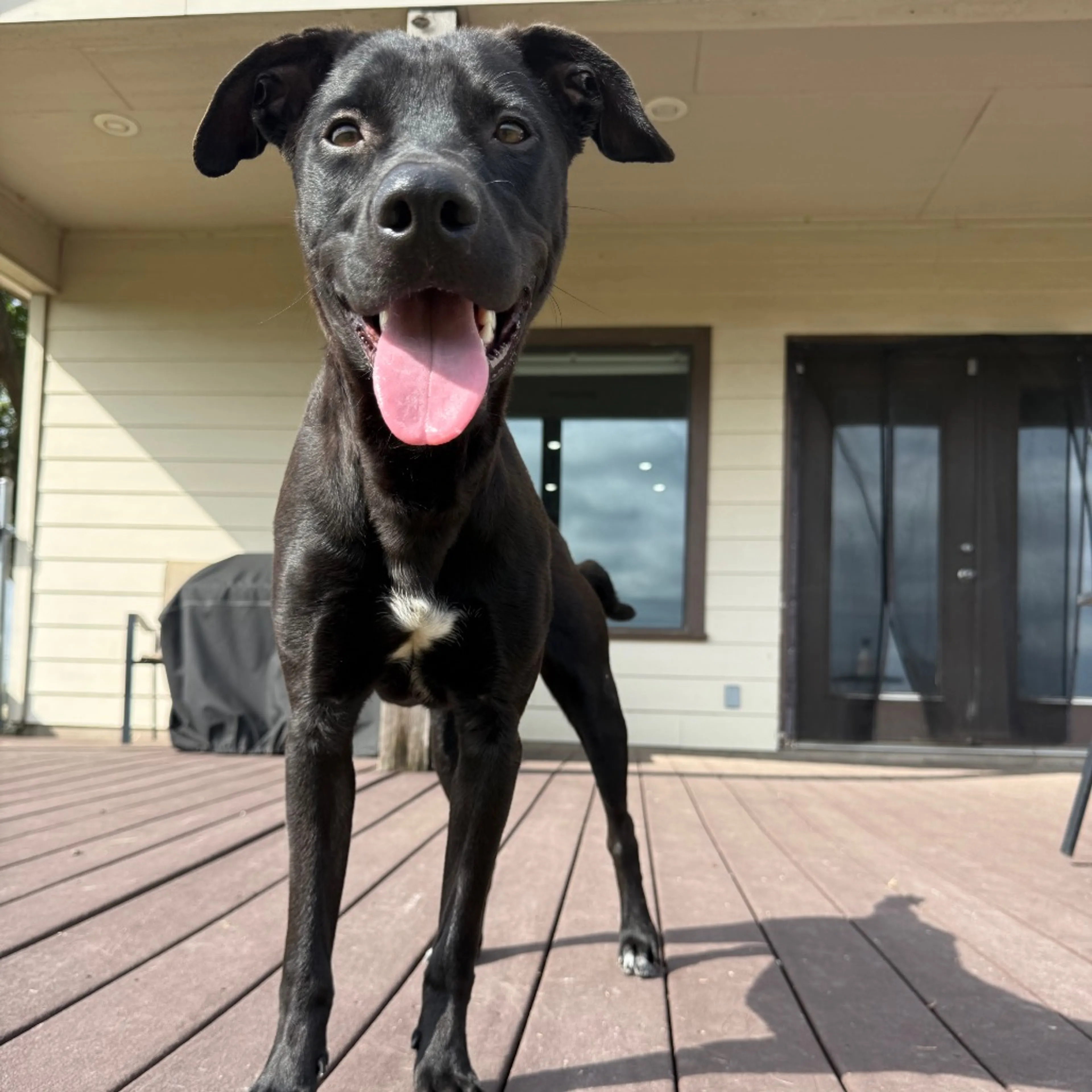 Found pet-6
