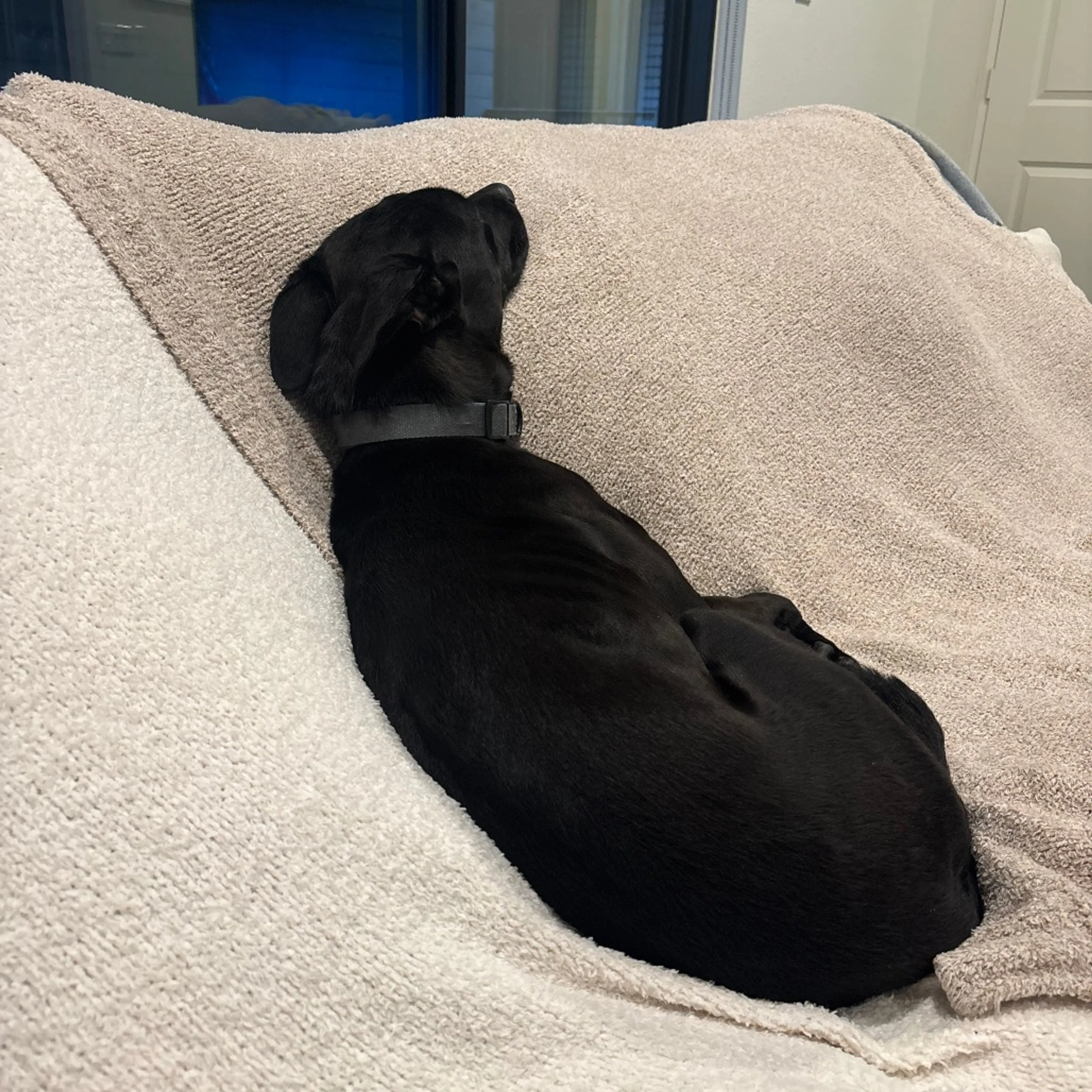 Found pet-29