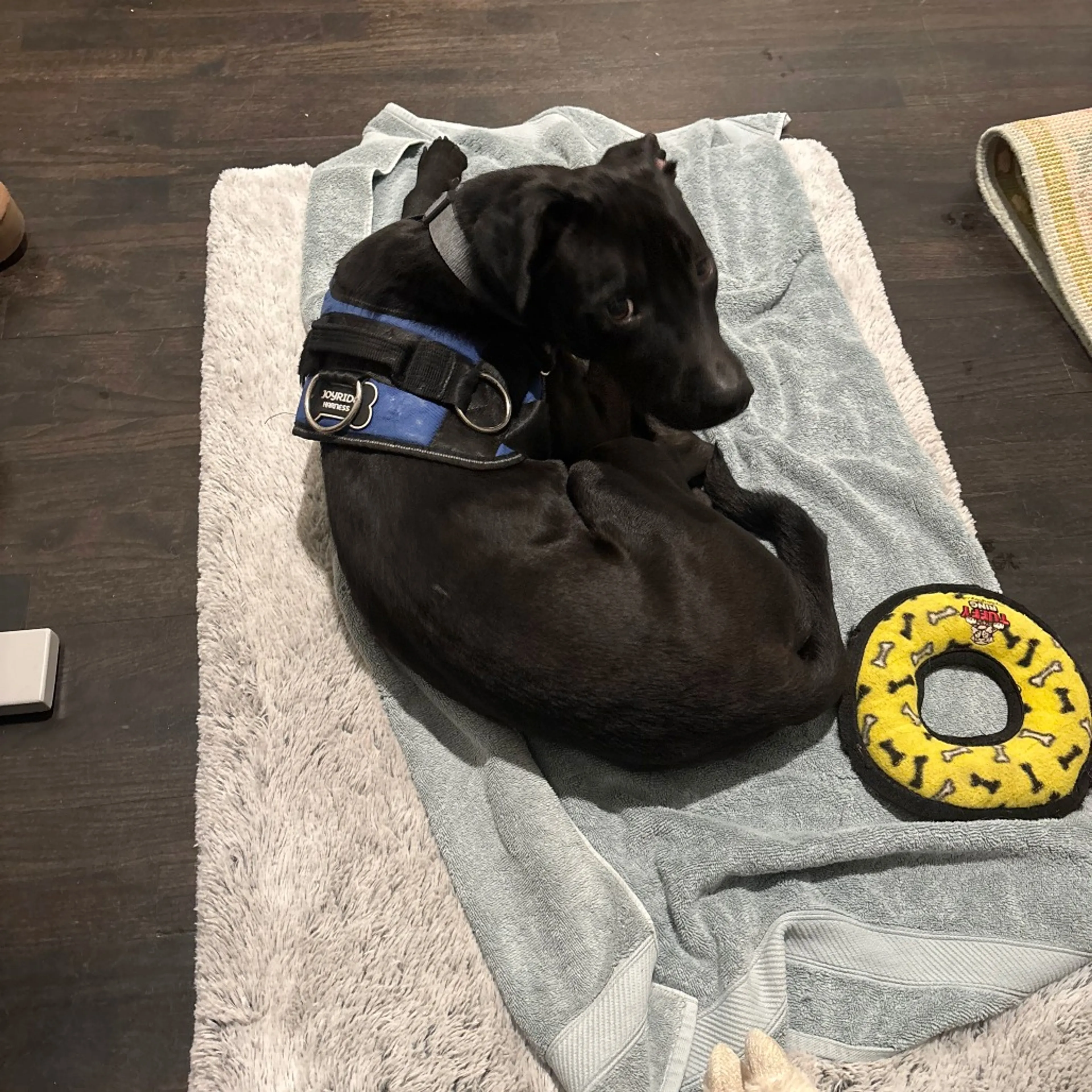 Found pet-32
