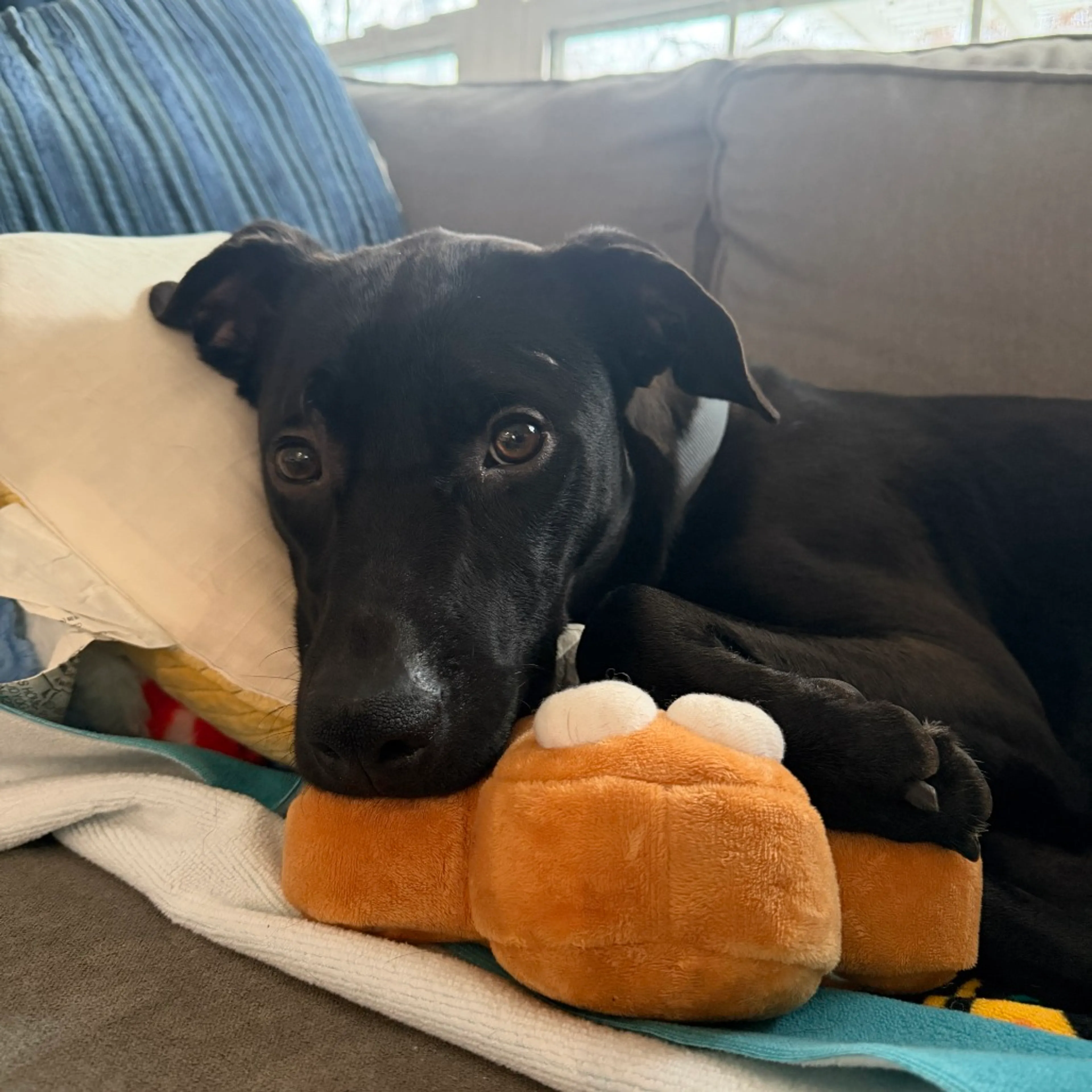 Found pet-25