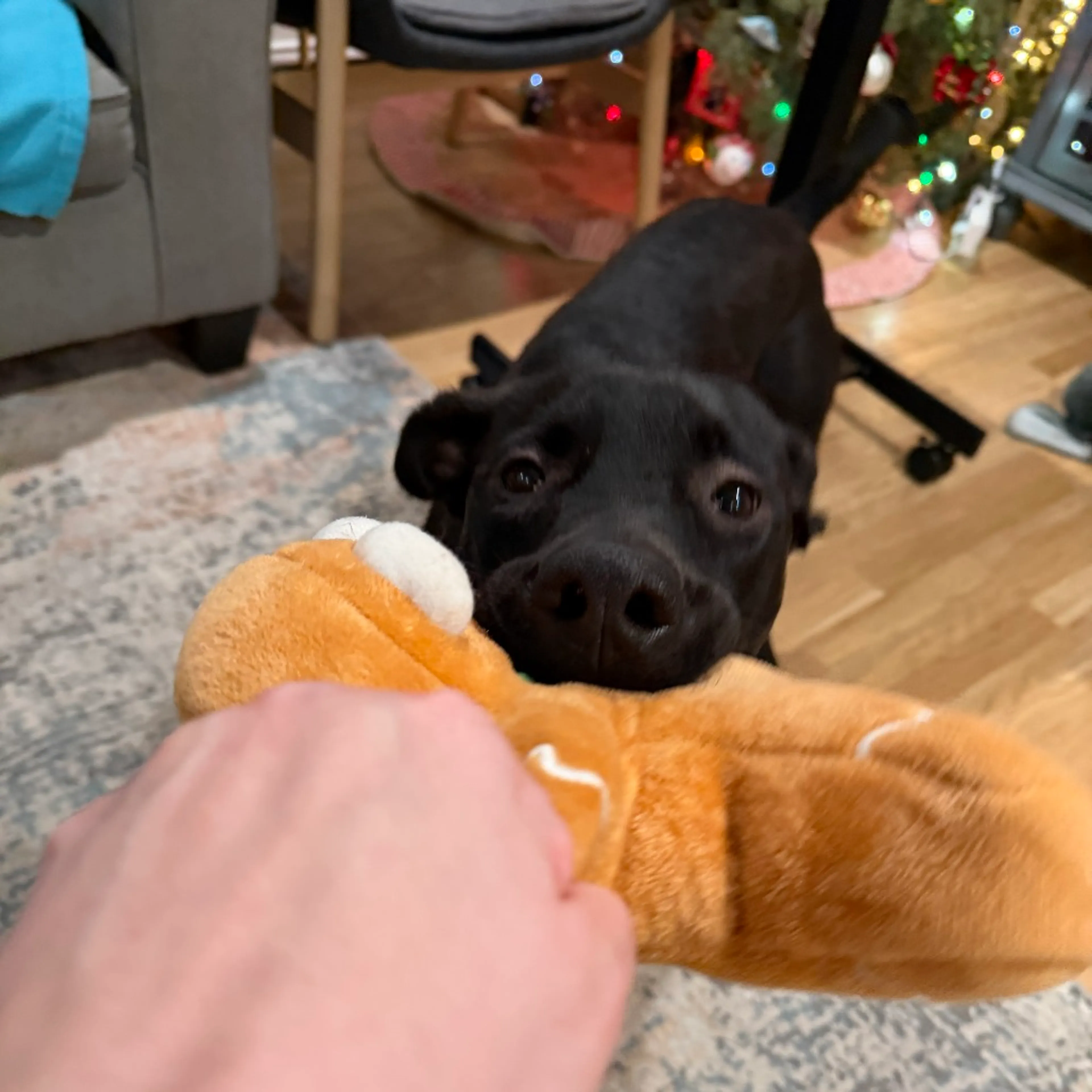 Found pet-16