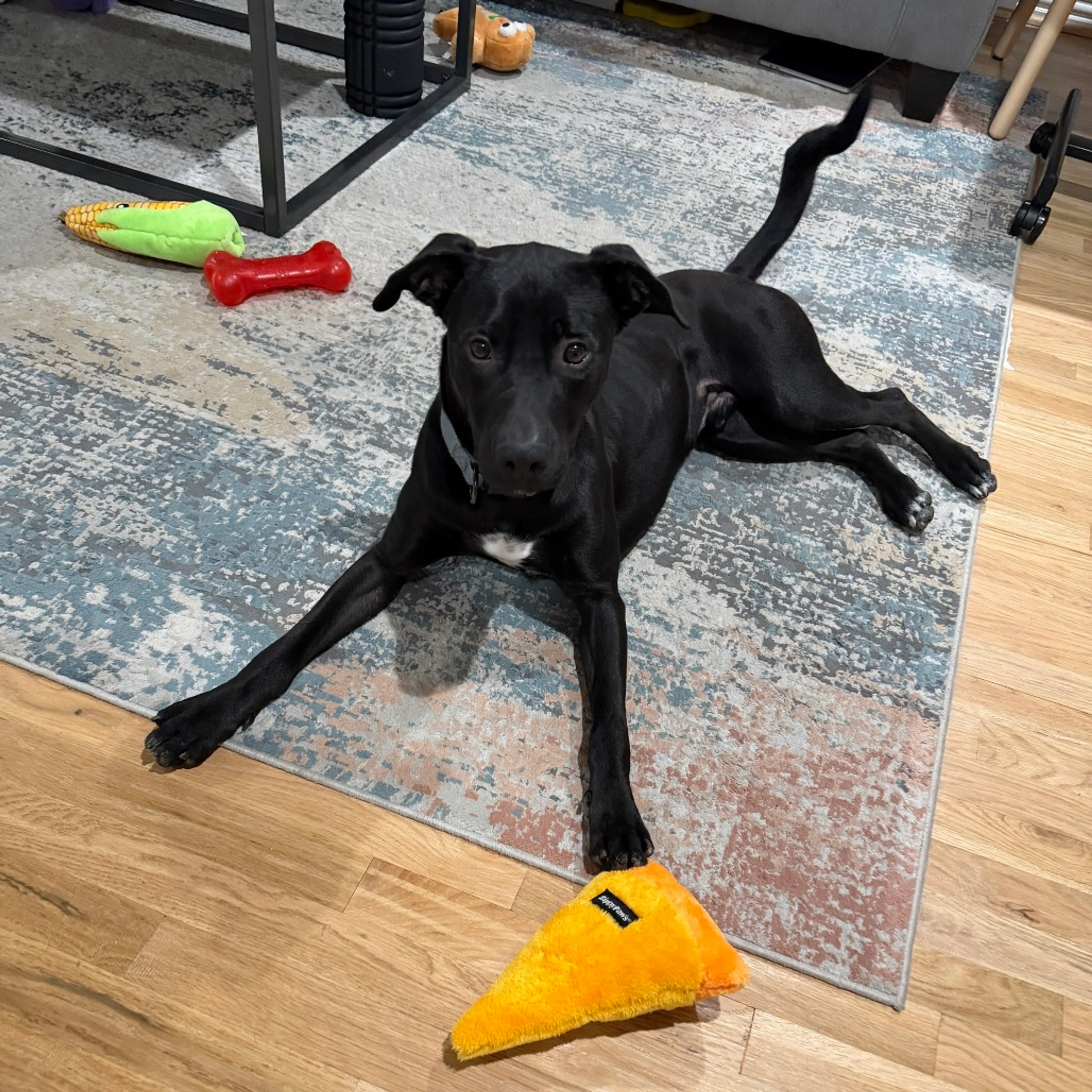 Found pet-27