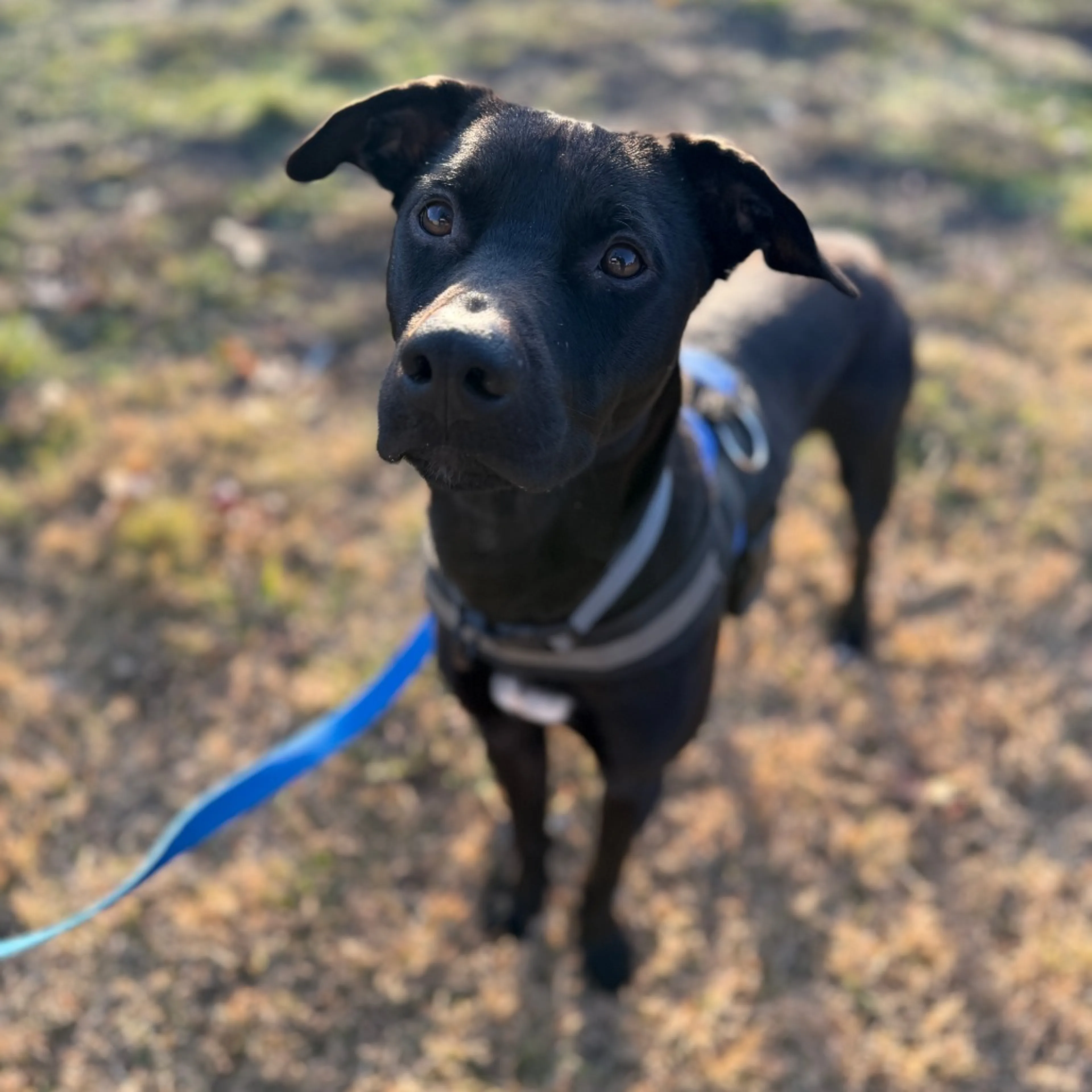 Found pet-20