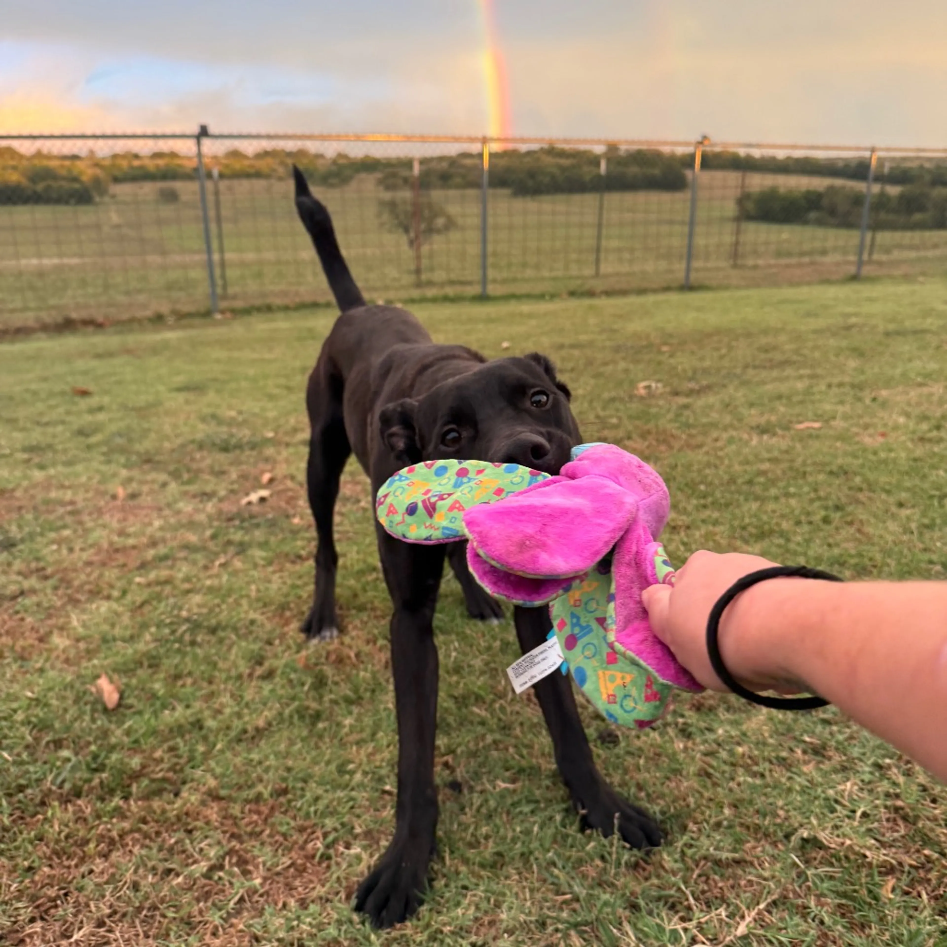 Found pet-5