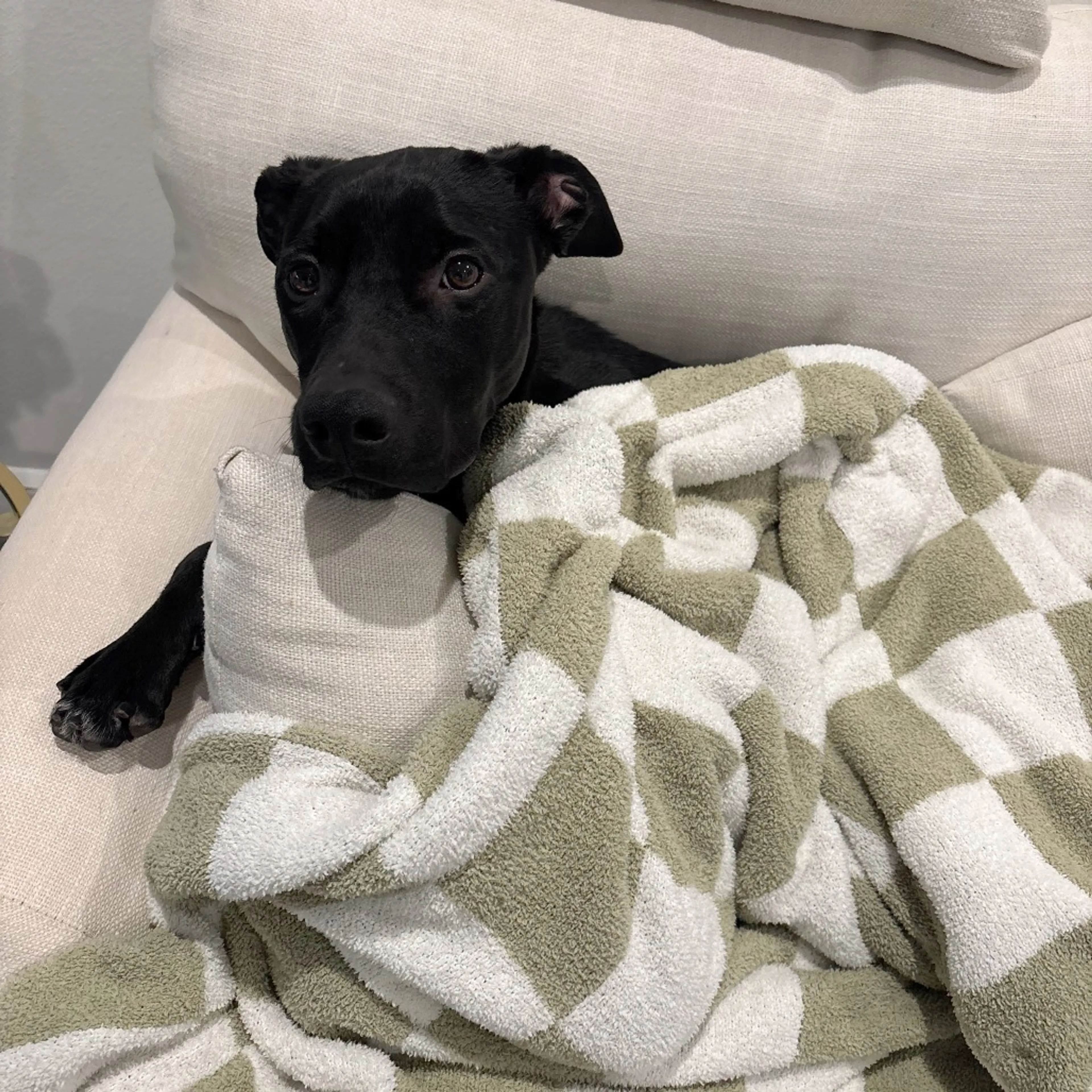 Found pet-31