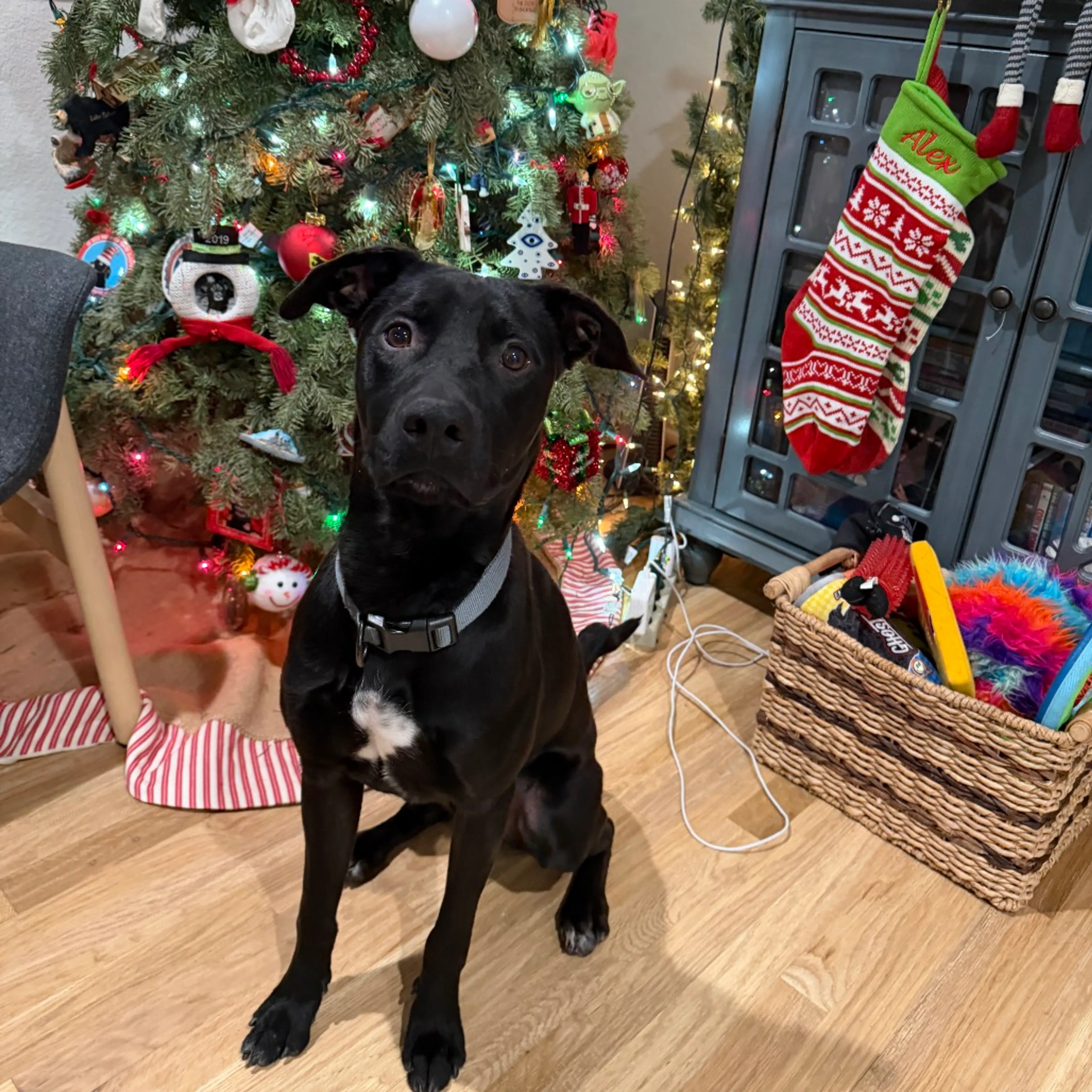 Found pet-26