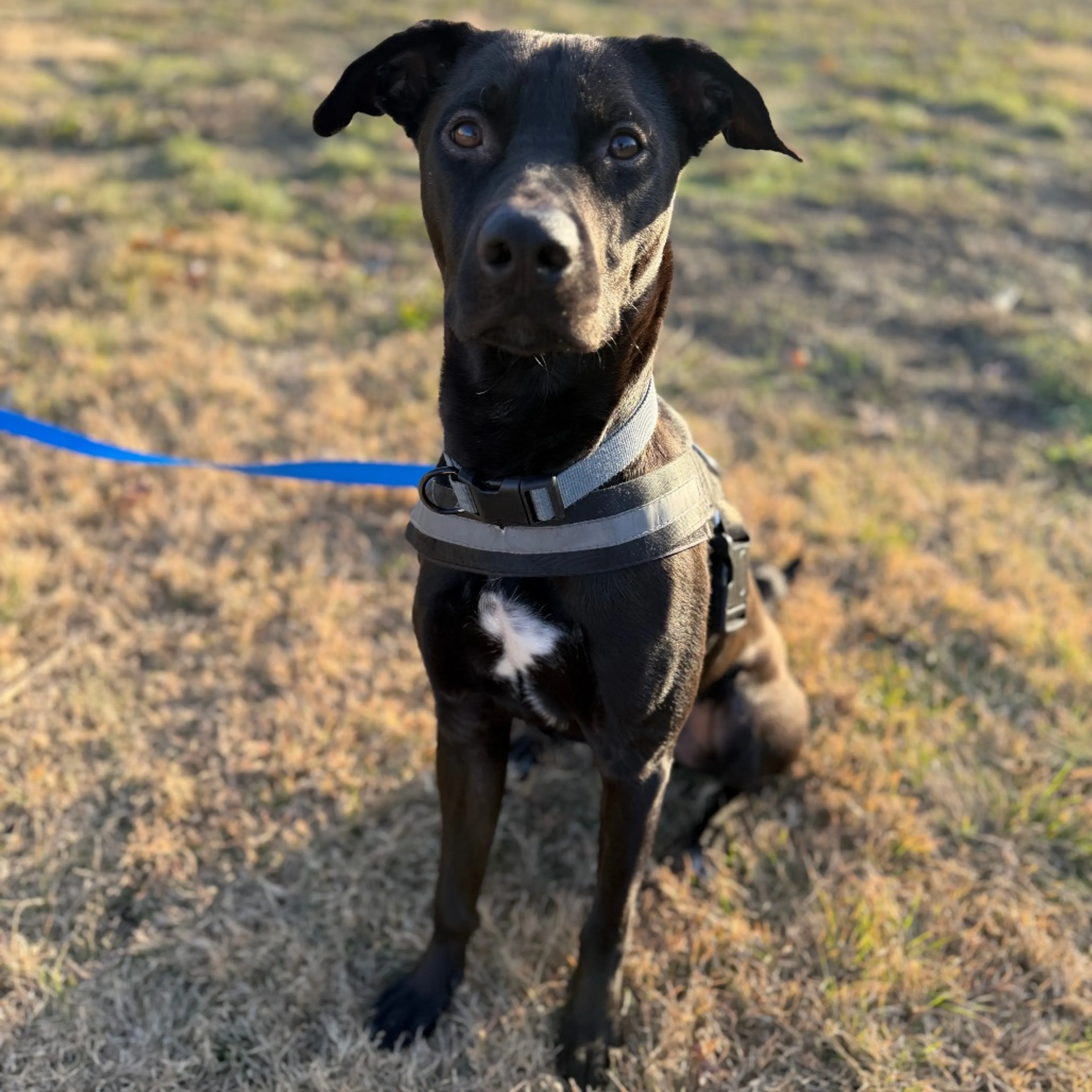 Found pet-21