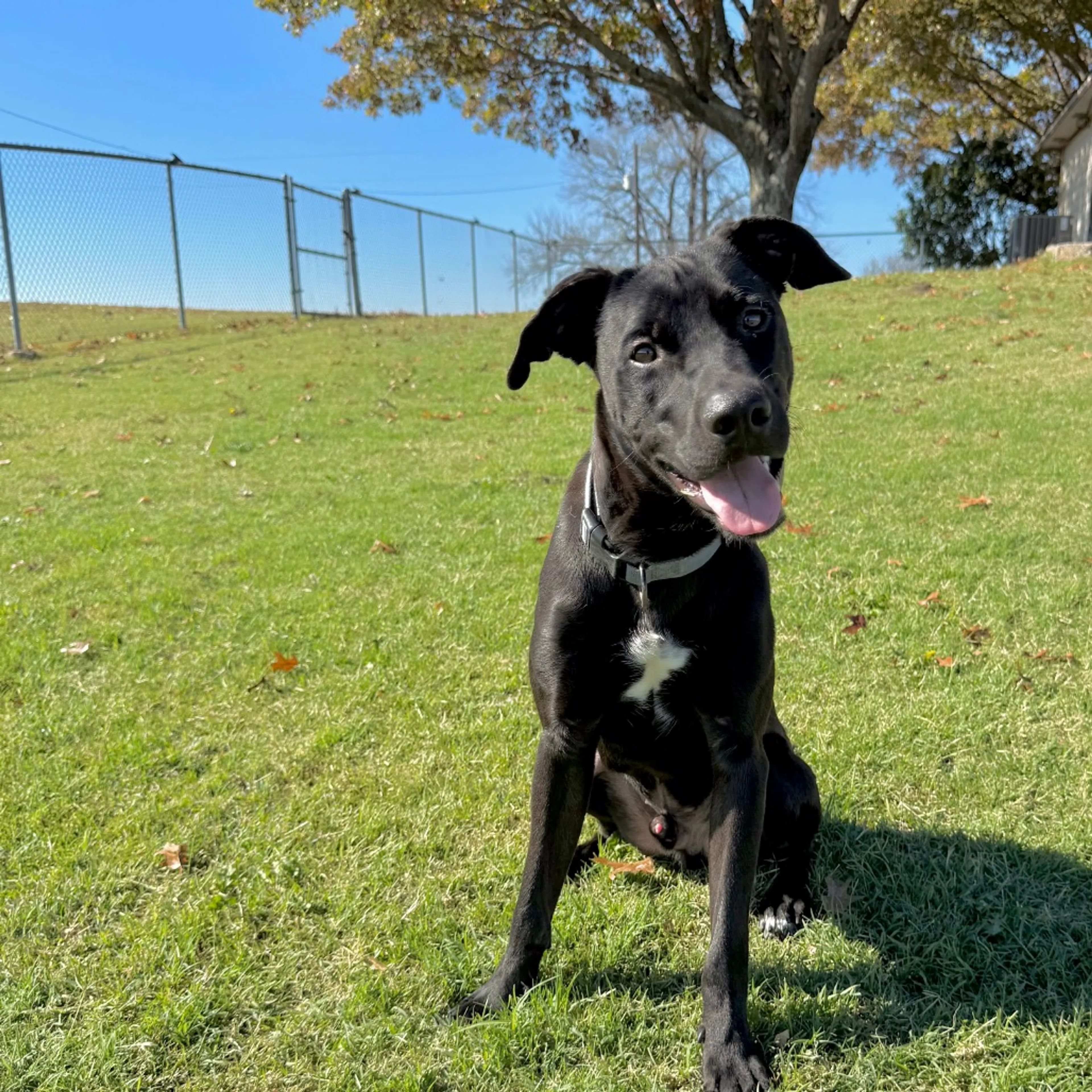 Found pet-10