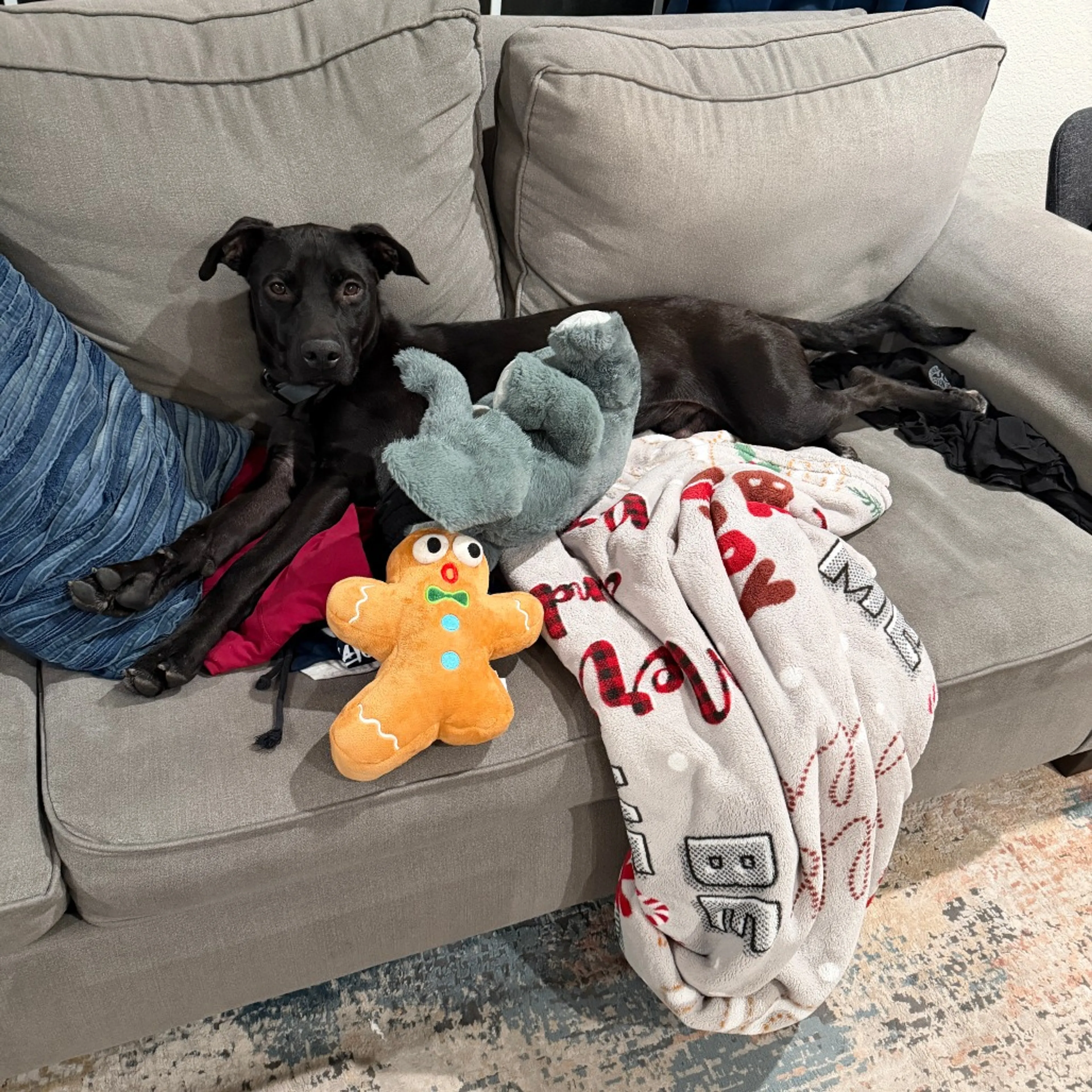 Found pet-12