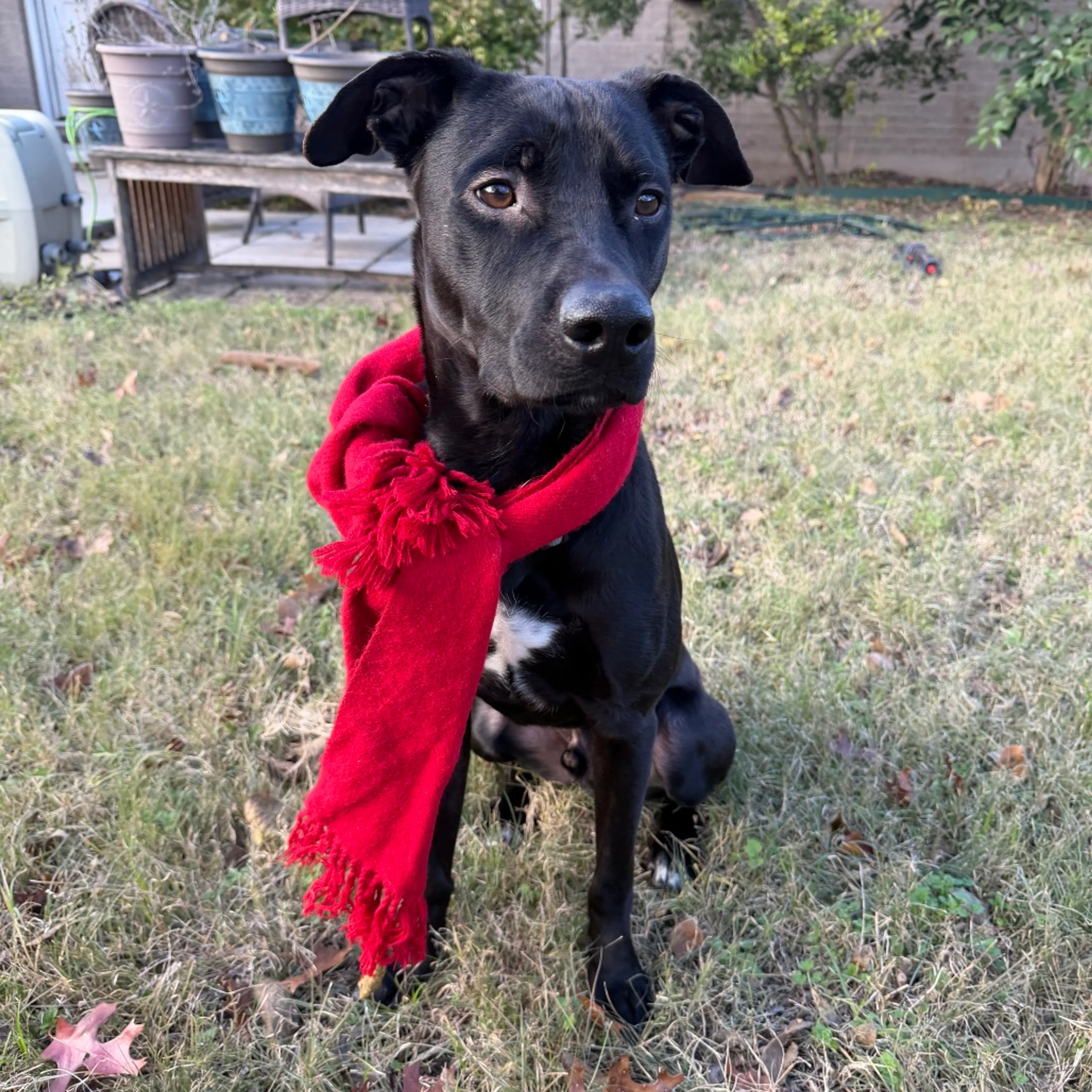 Found pet-18