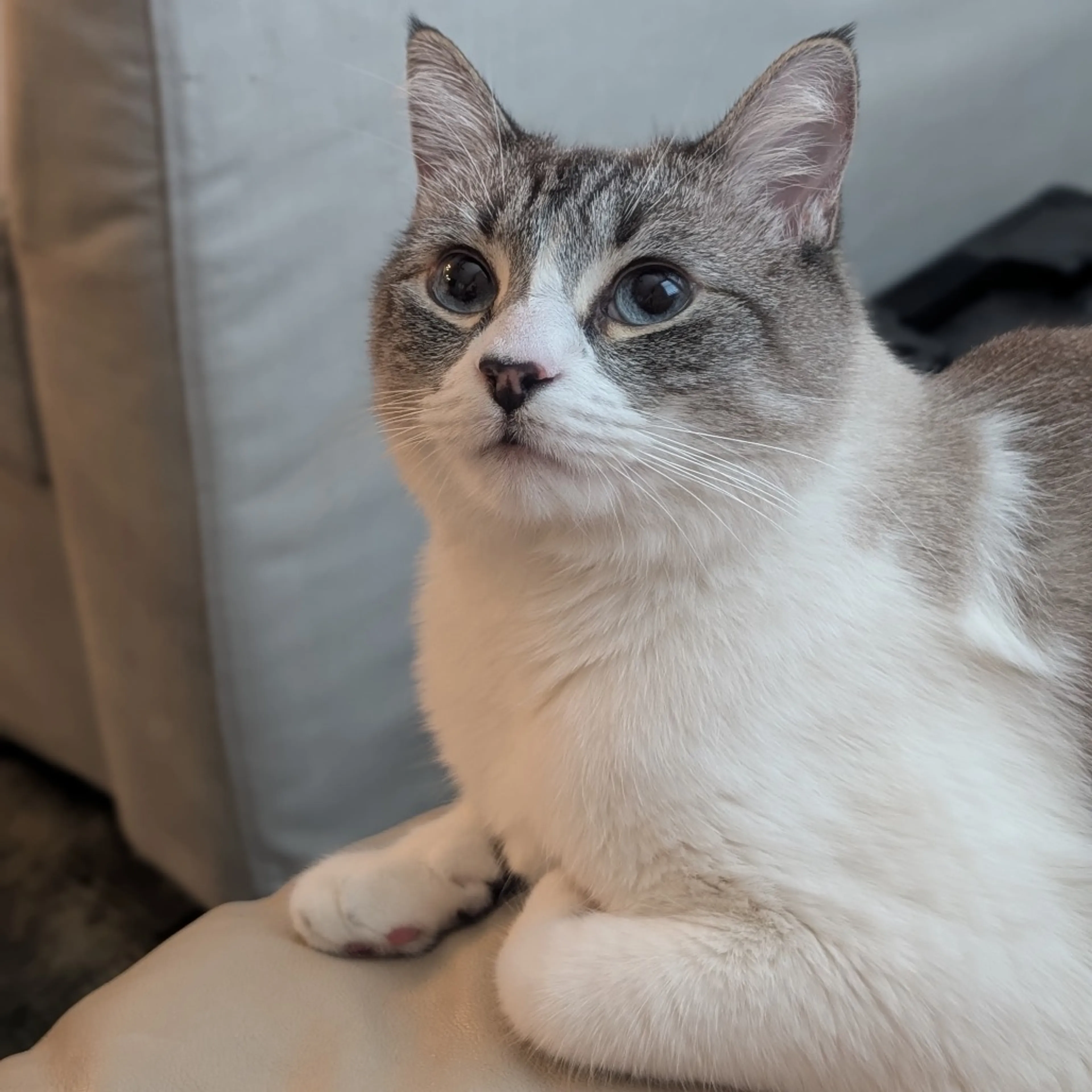 Found pet-0