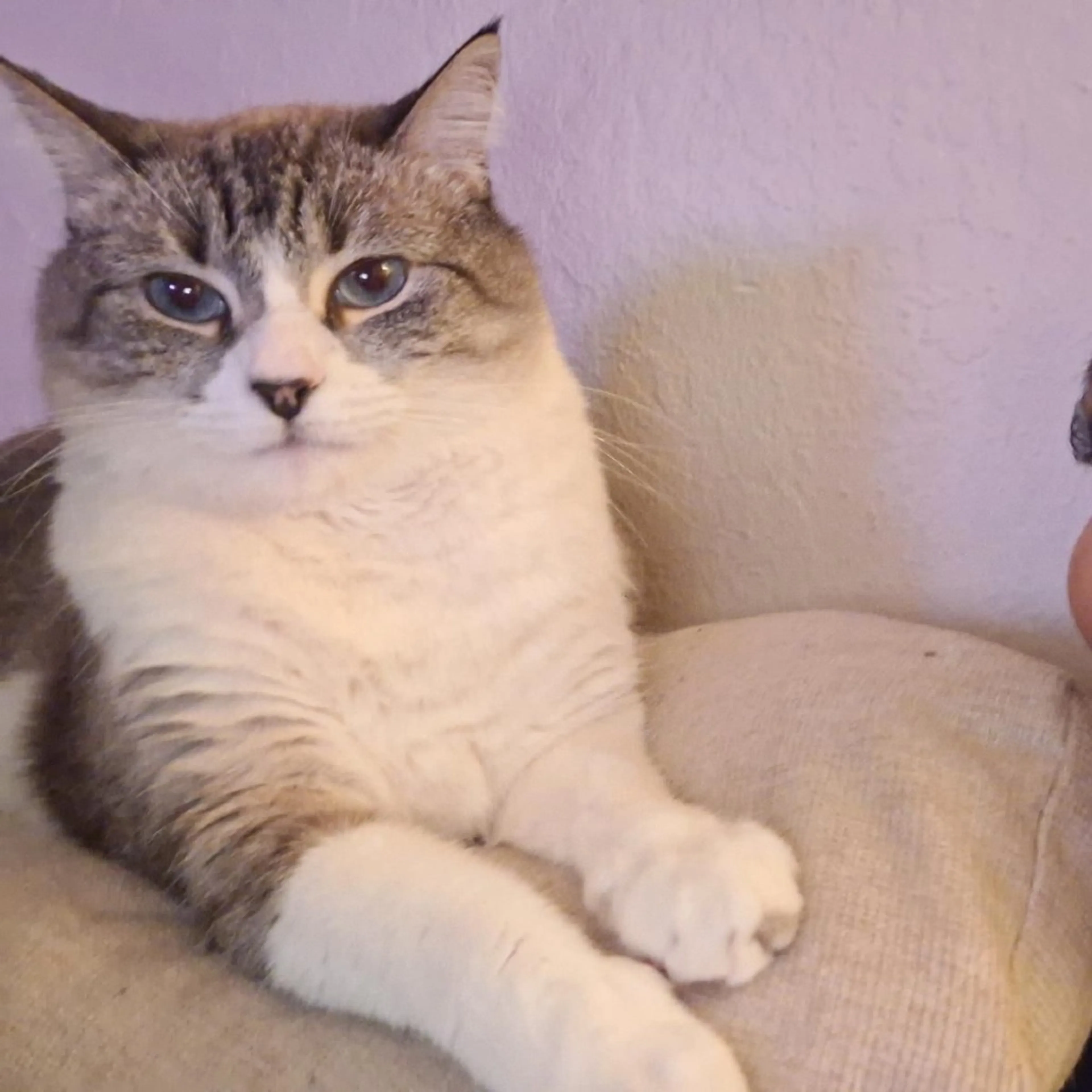Found pet-1