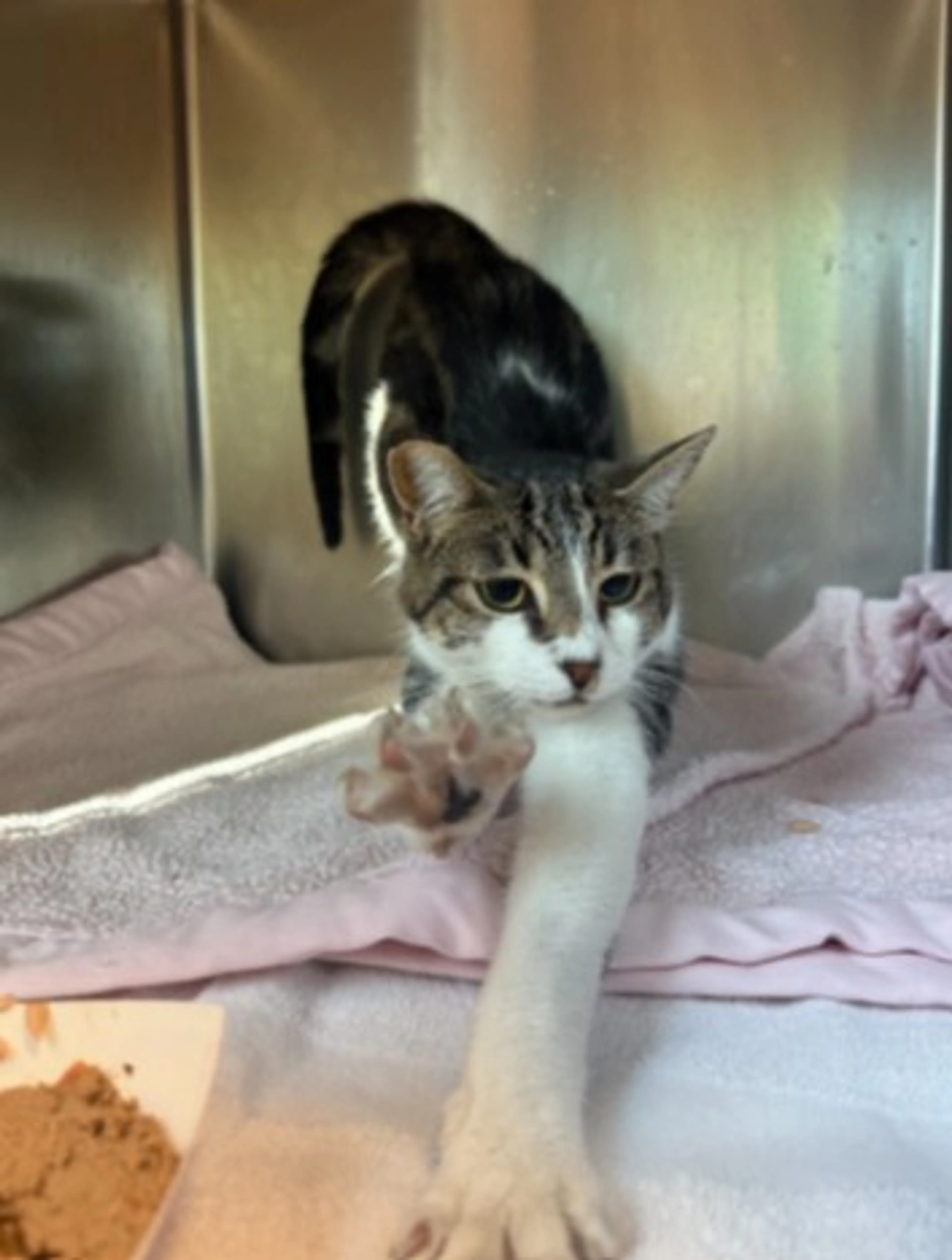Found pet