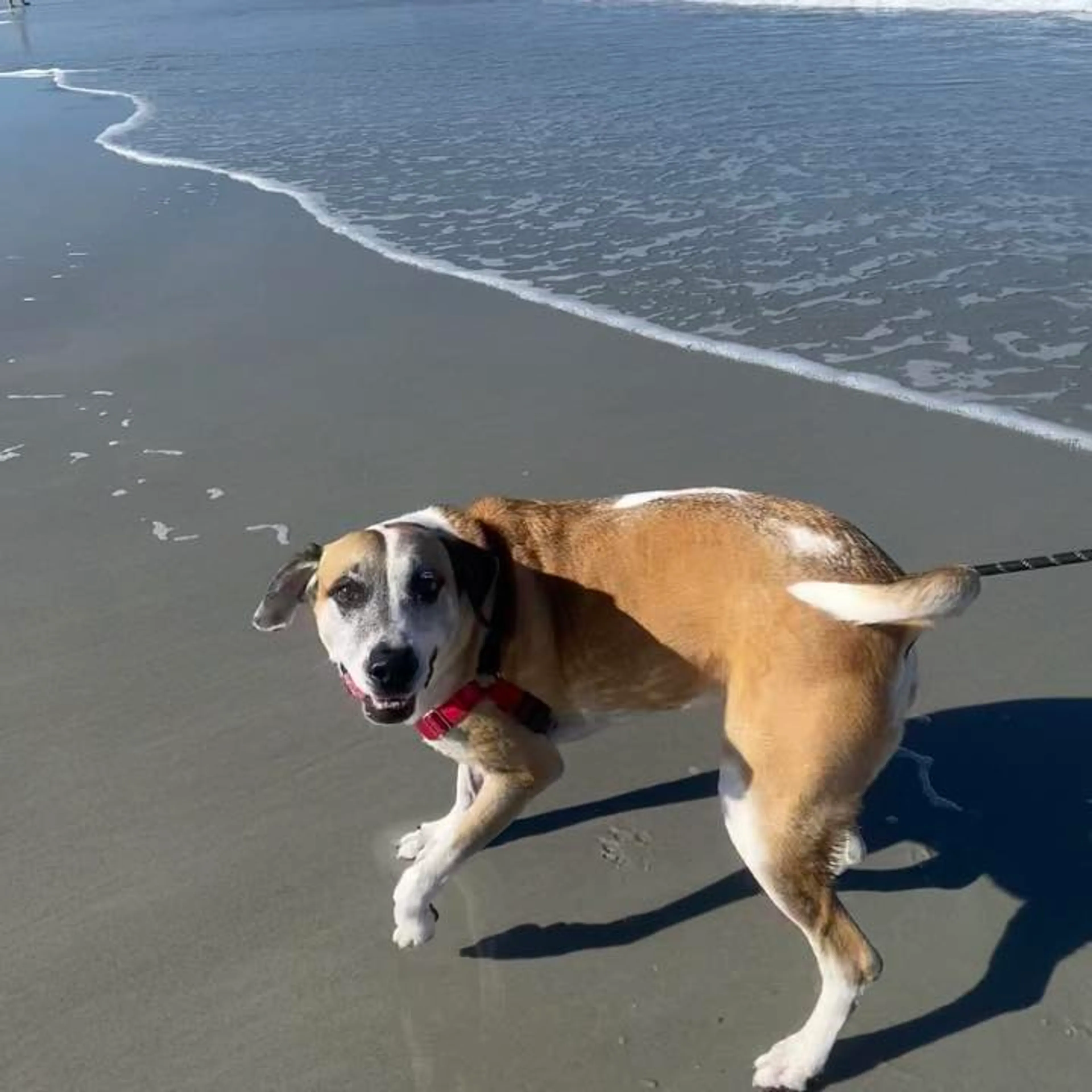 Found pet-11