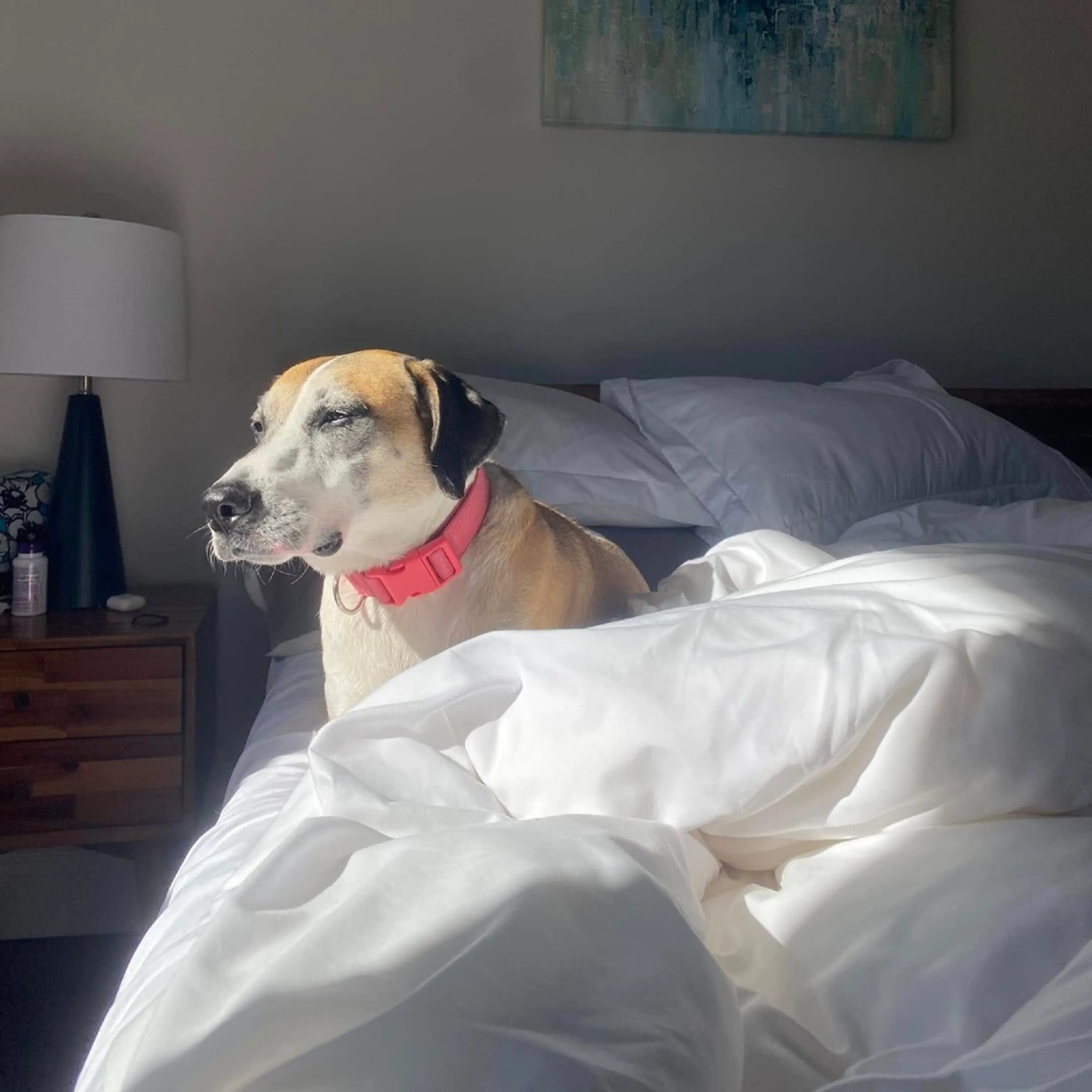 Found pet-8