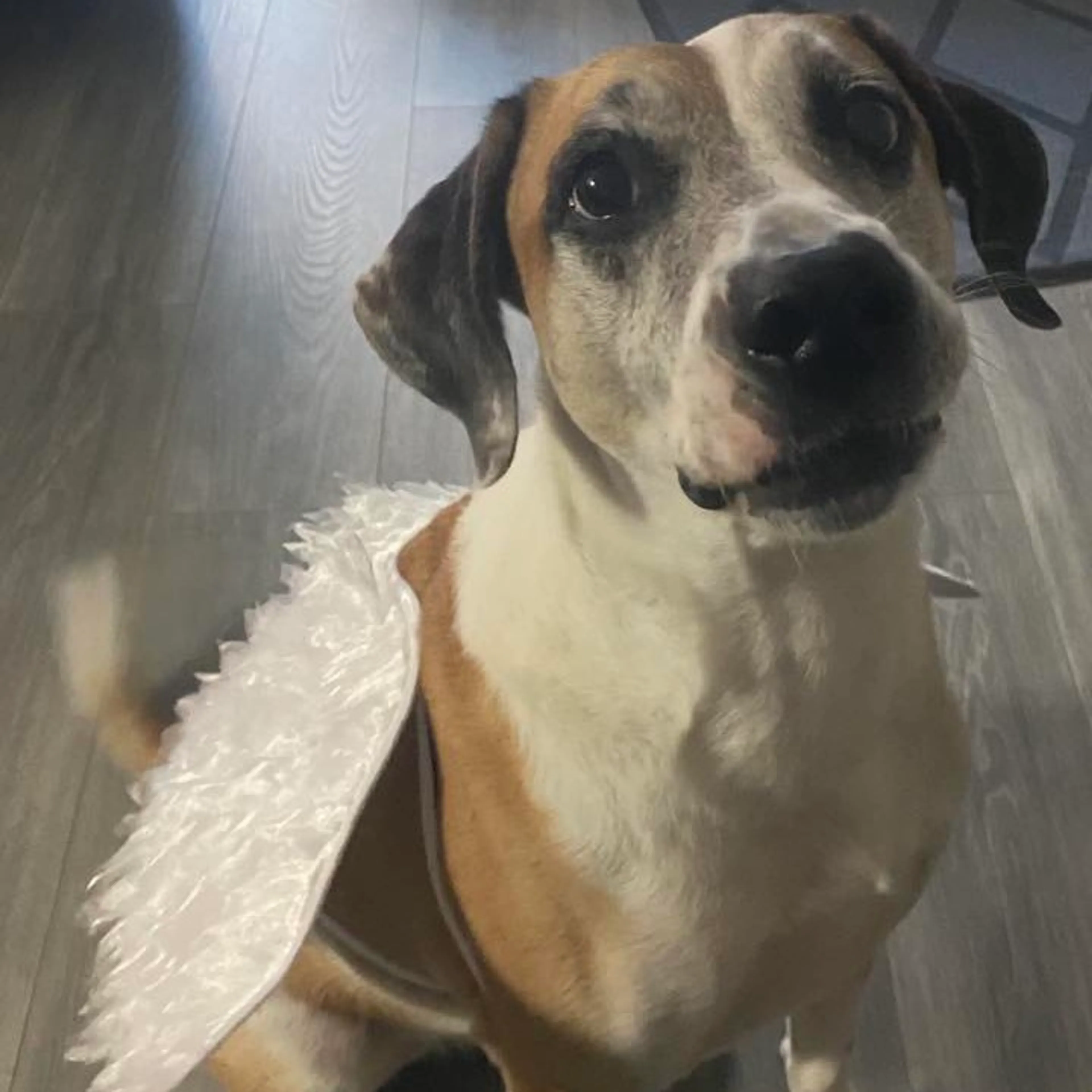 Found pet-12