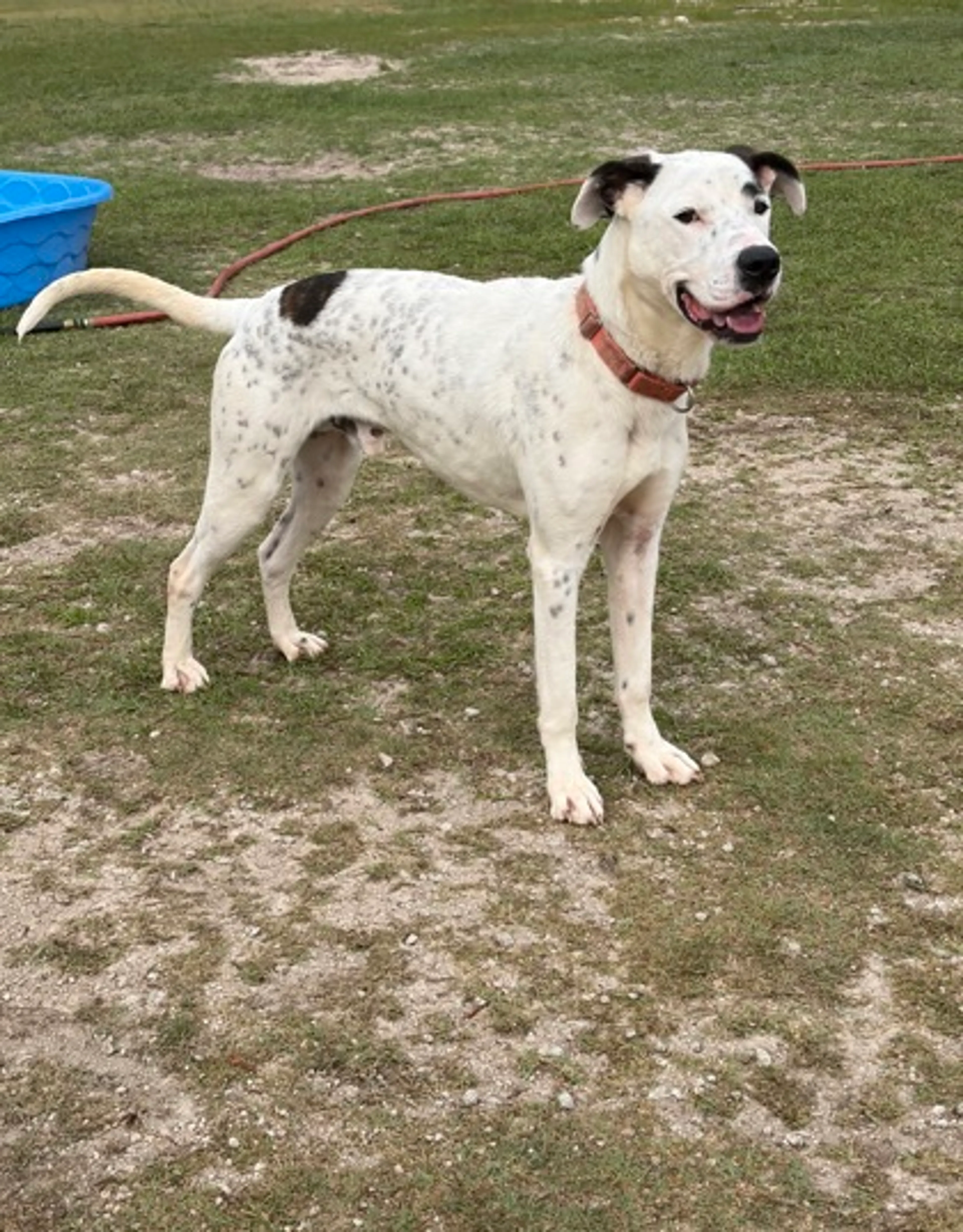 Found pet-1