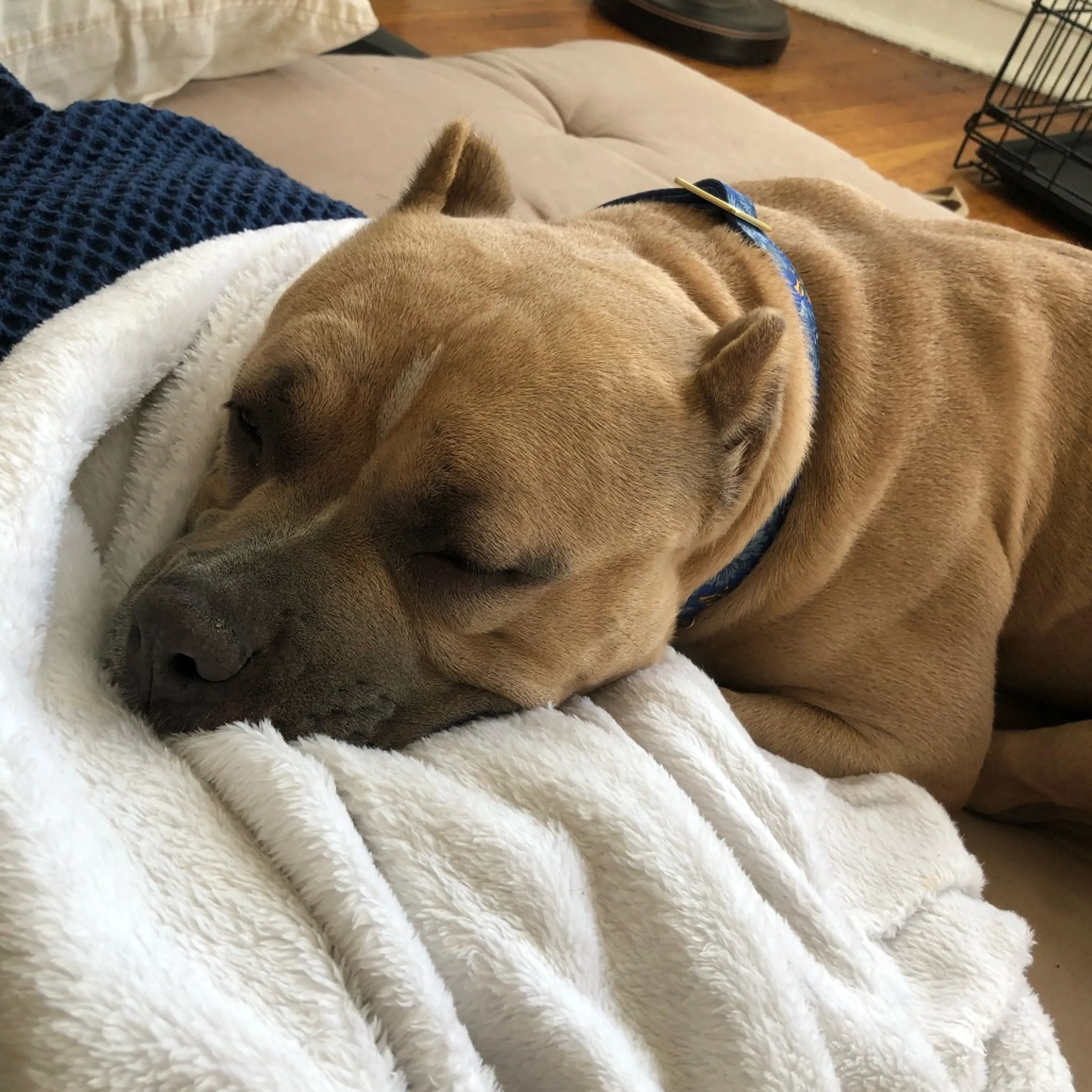 Found pet-12