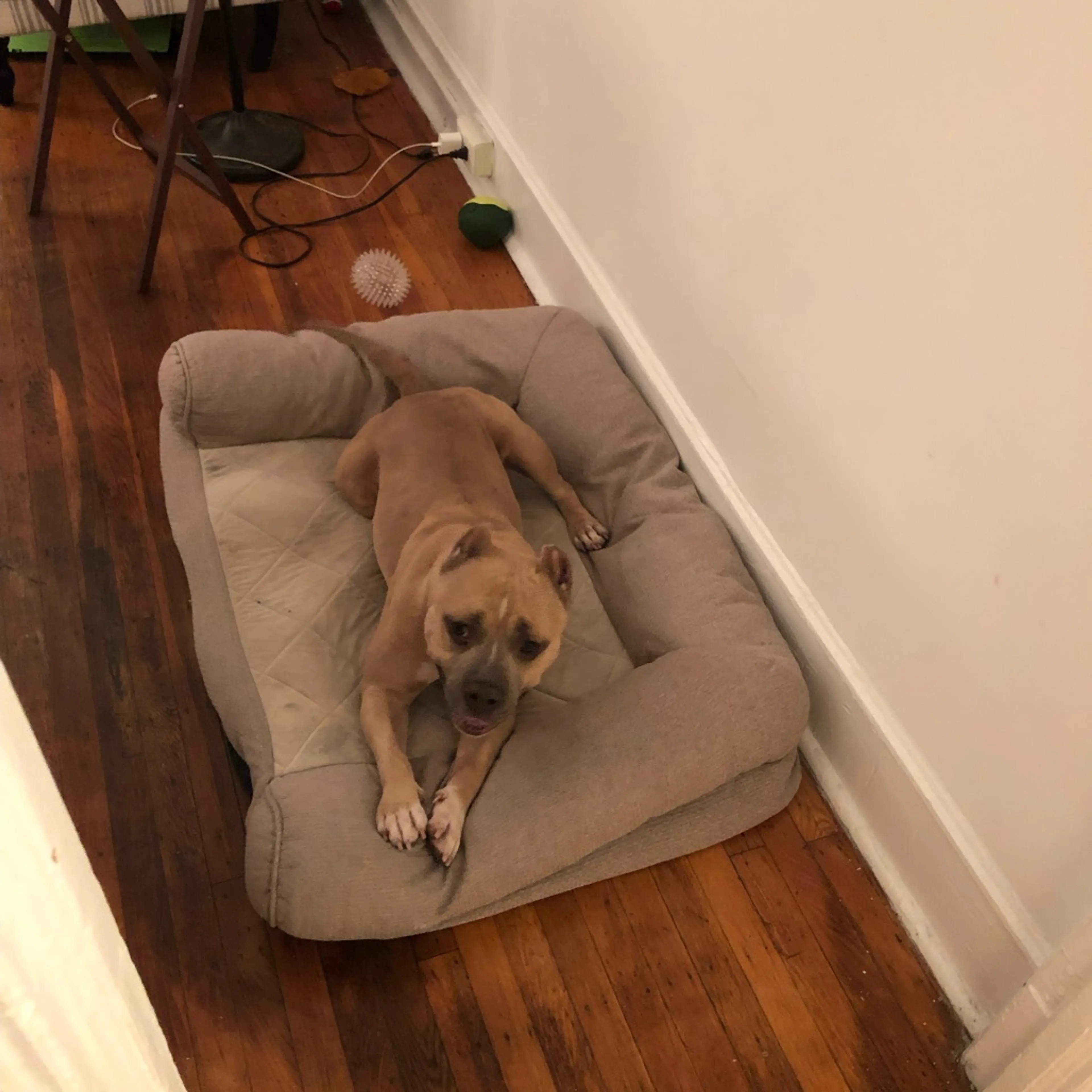 Found pet-11
