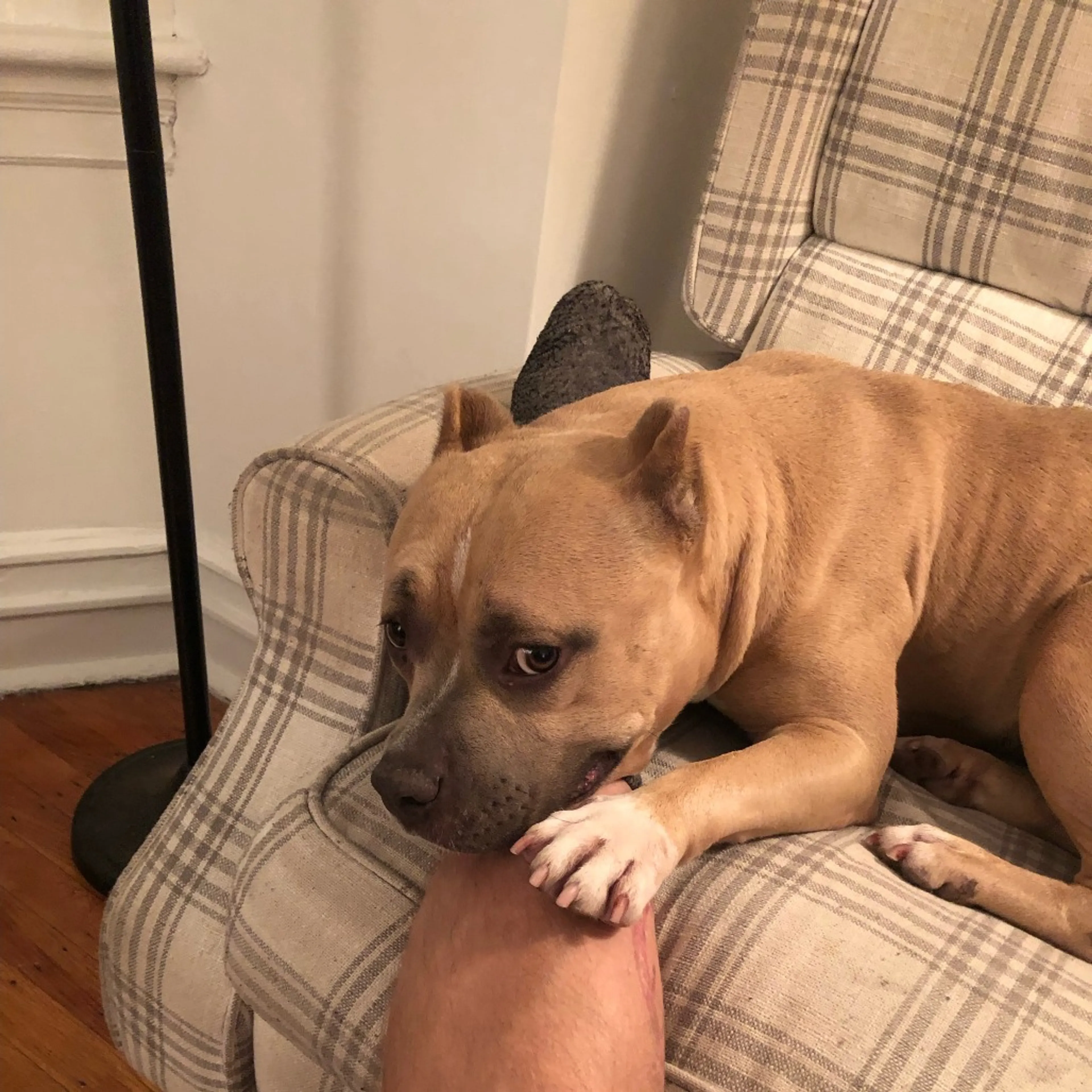 Found pet-10
