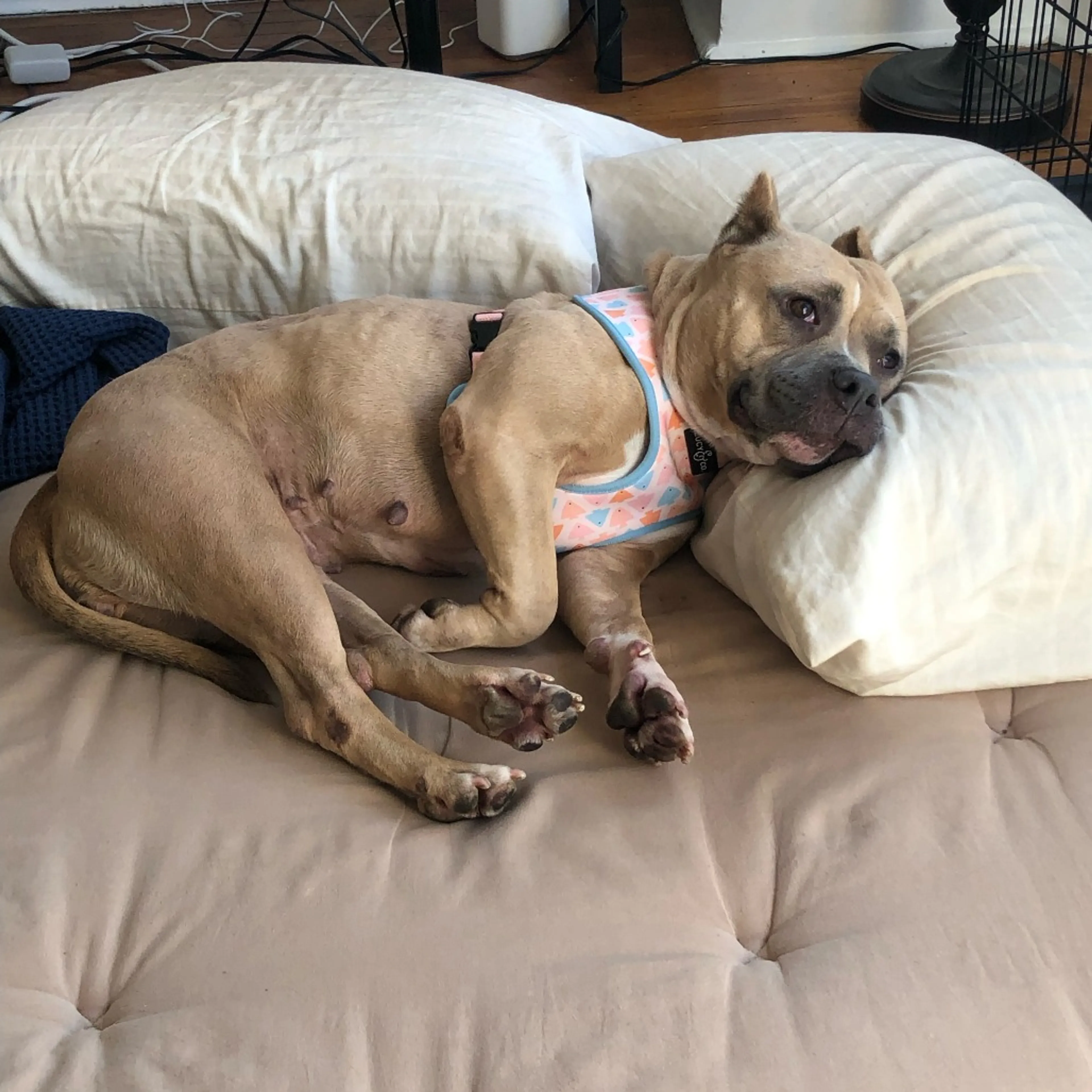 Found pet-8