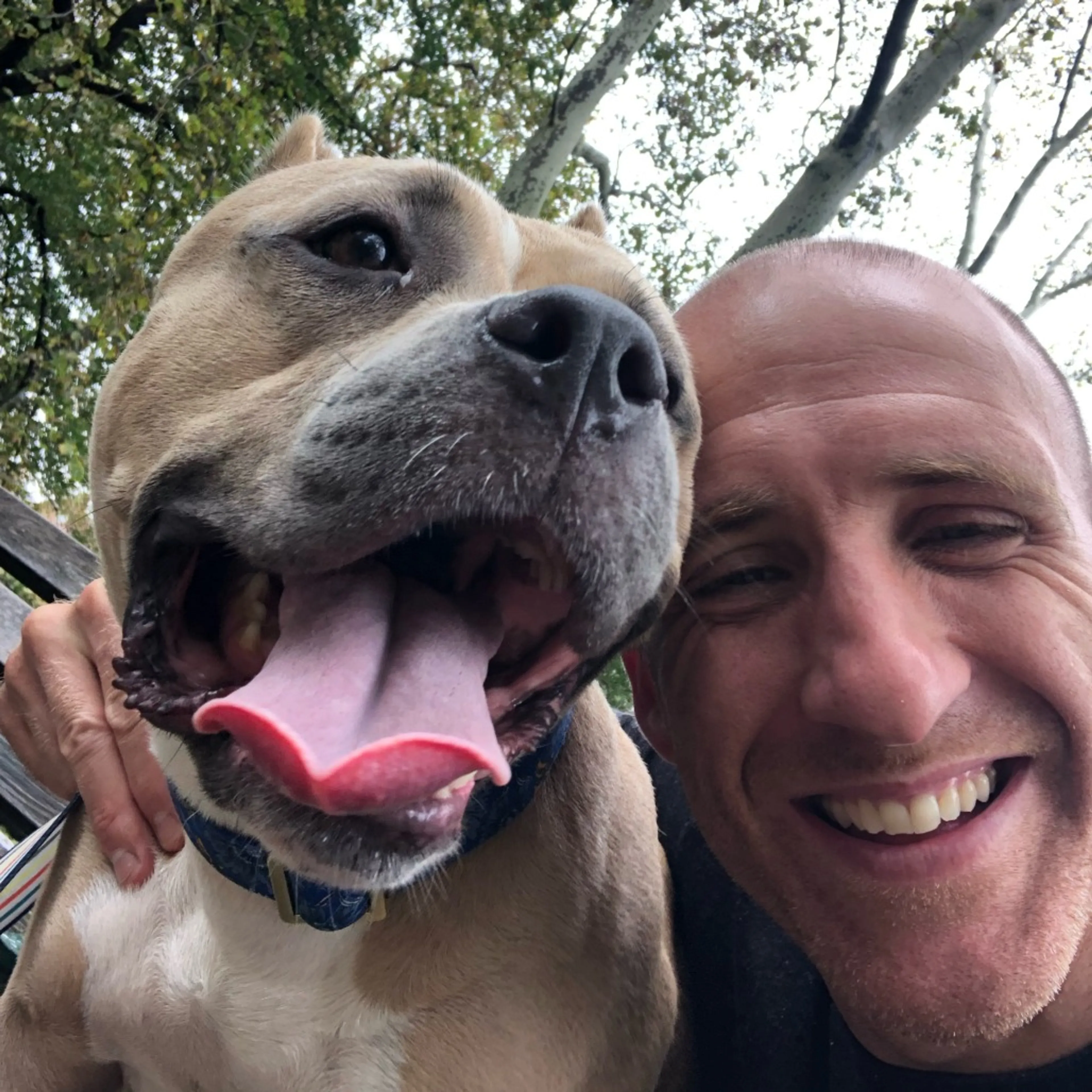 Found pet-7