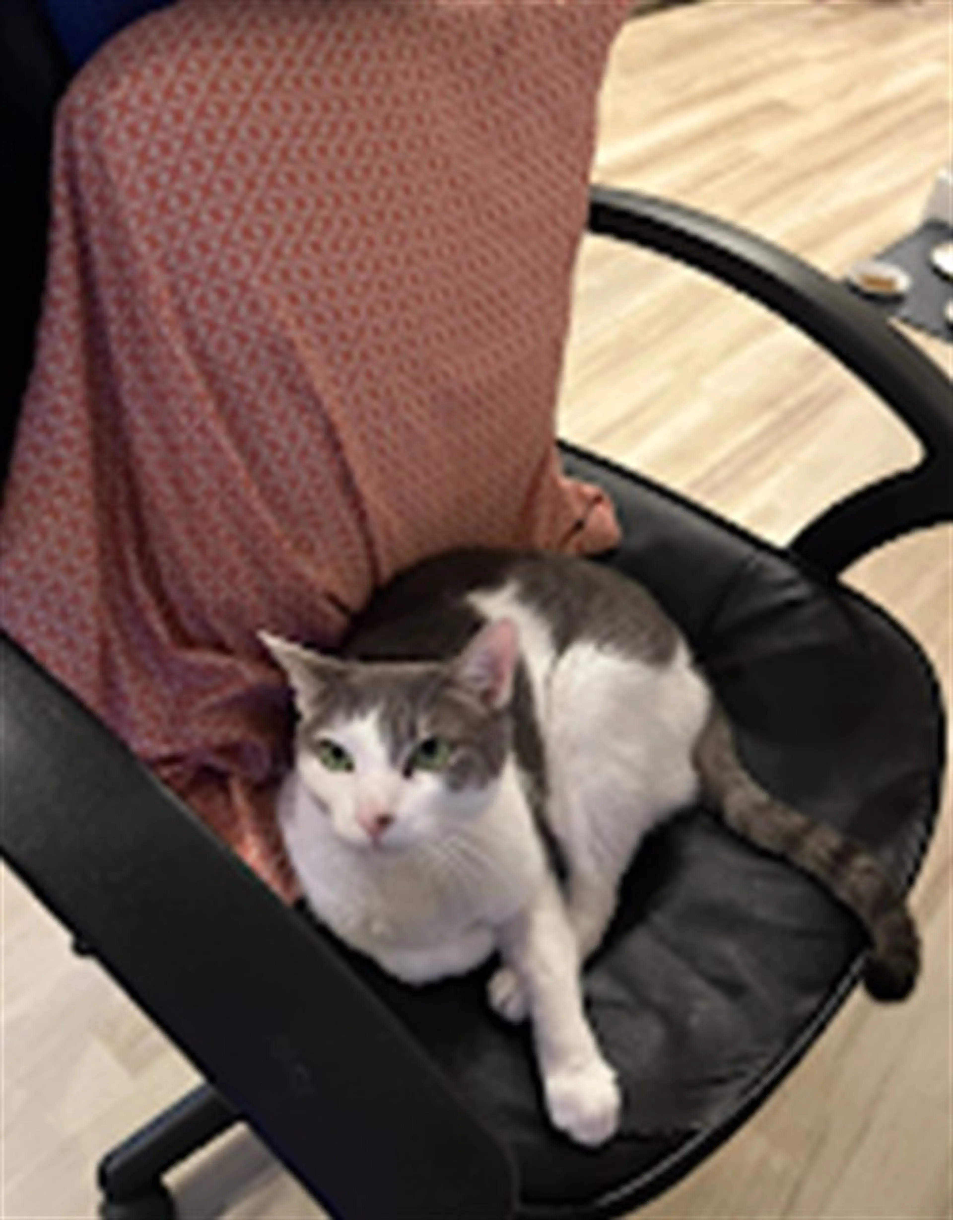 Found pet