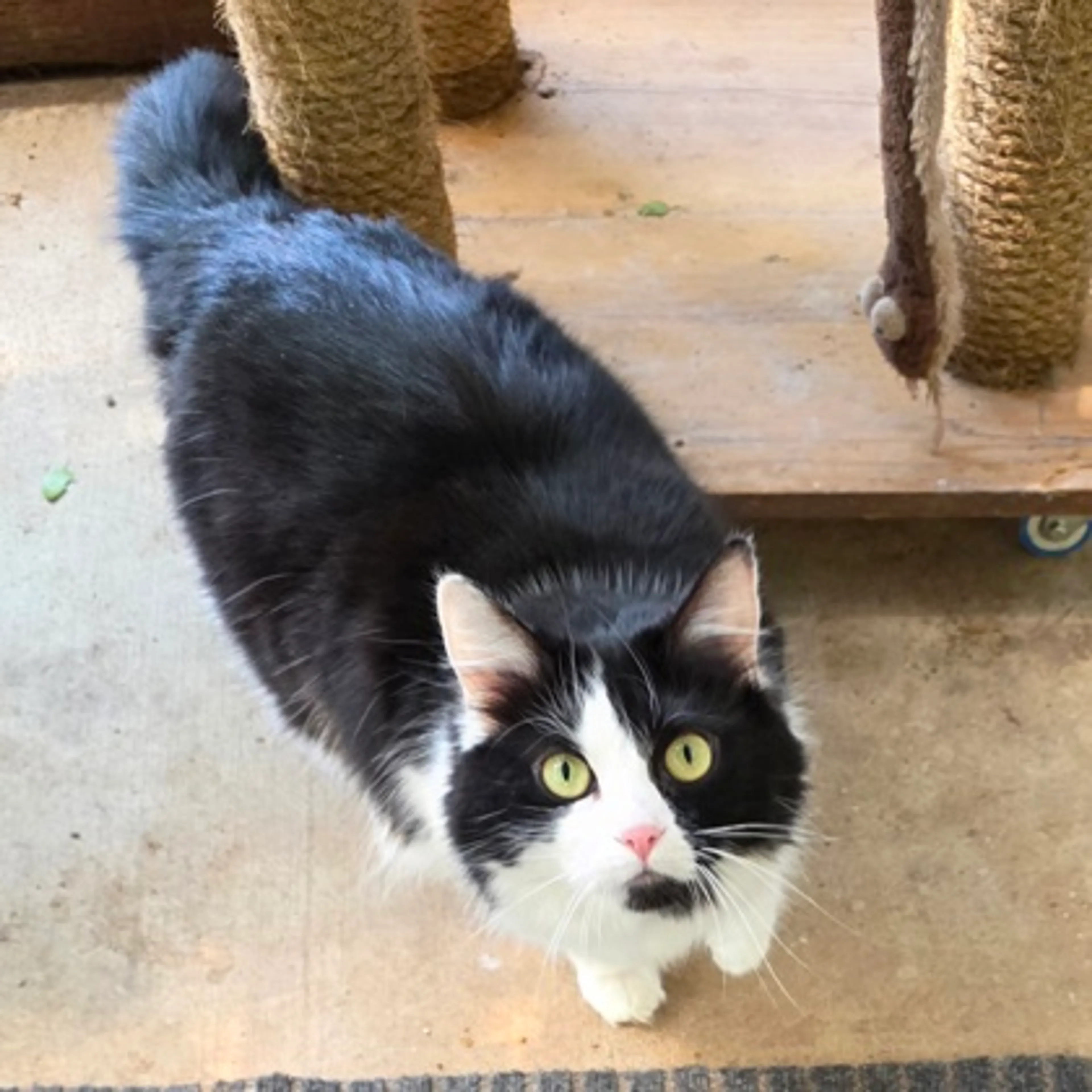 Found pet-0