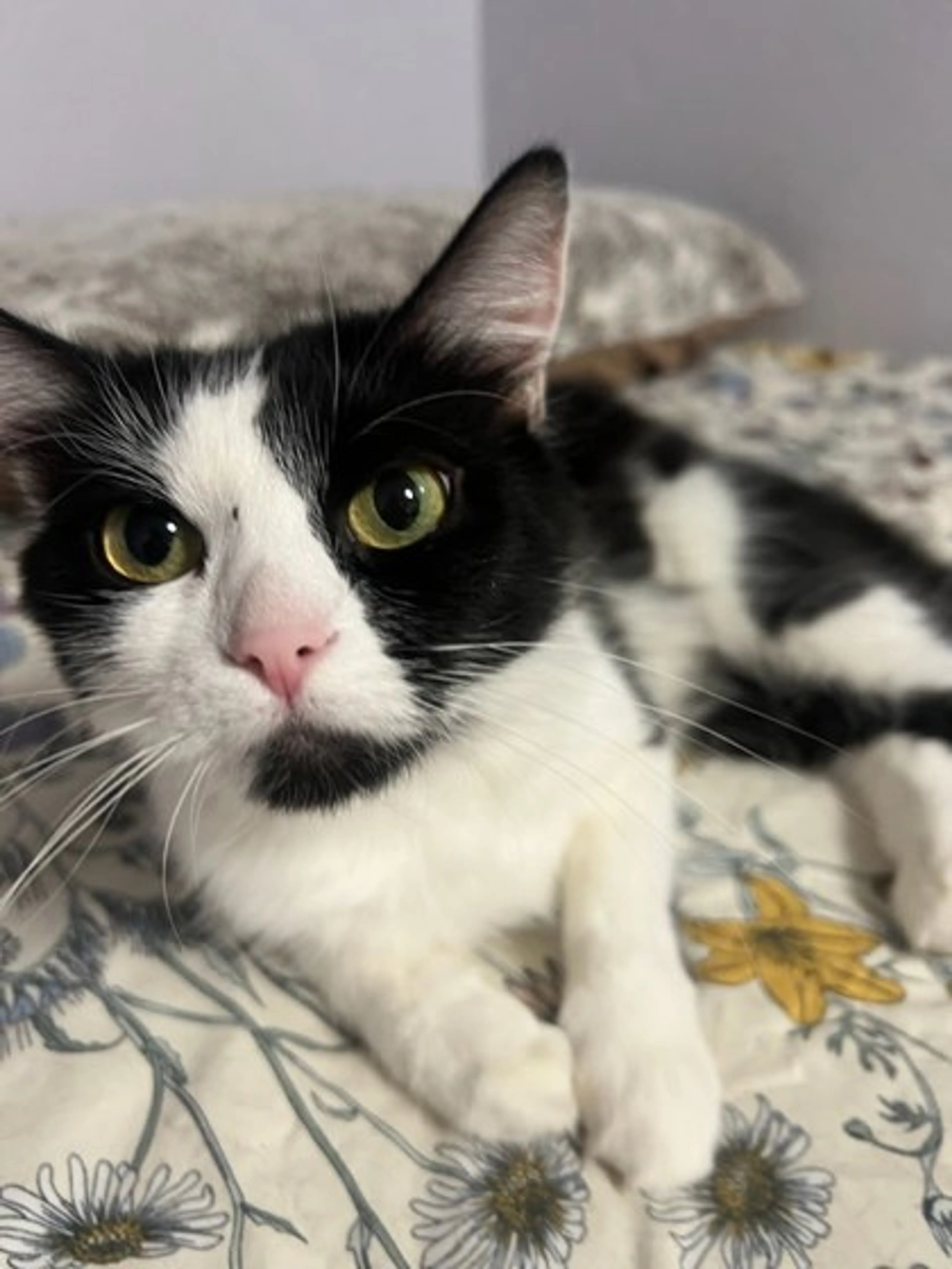 Found pet-1