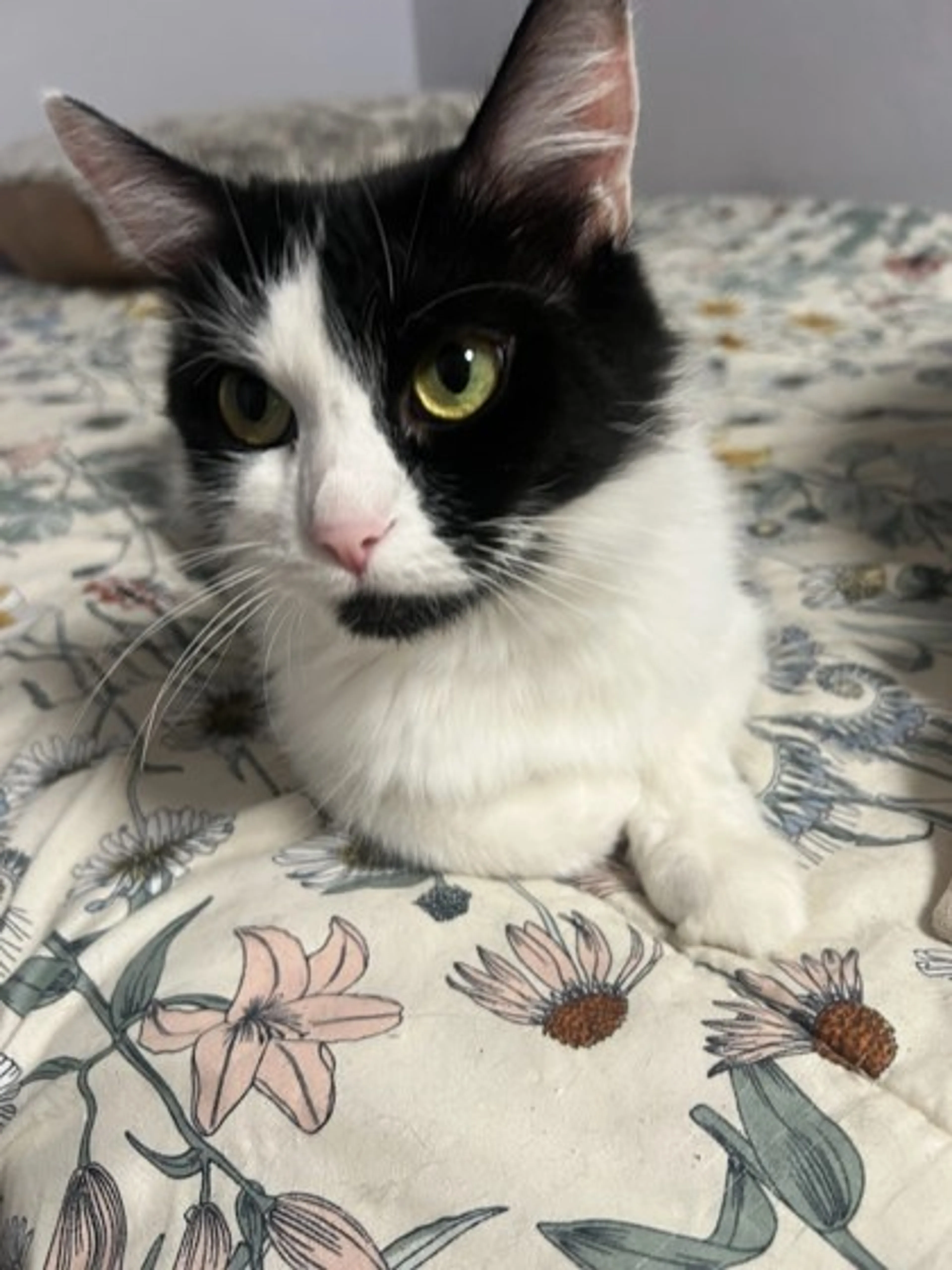 Found pet-2