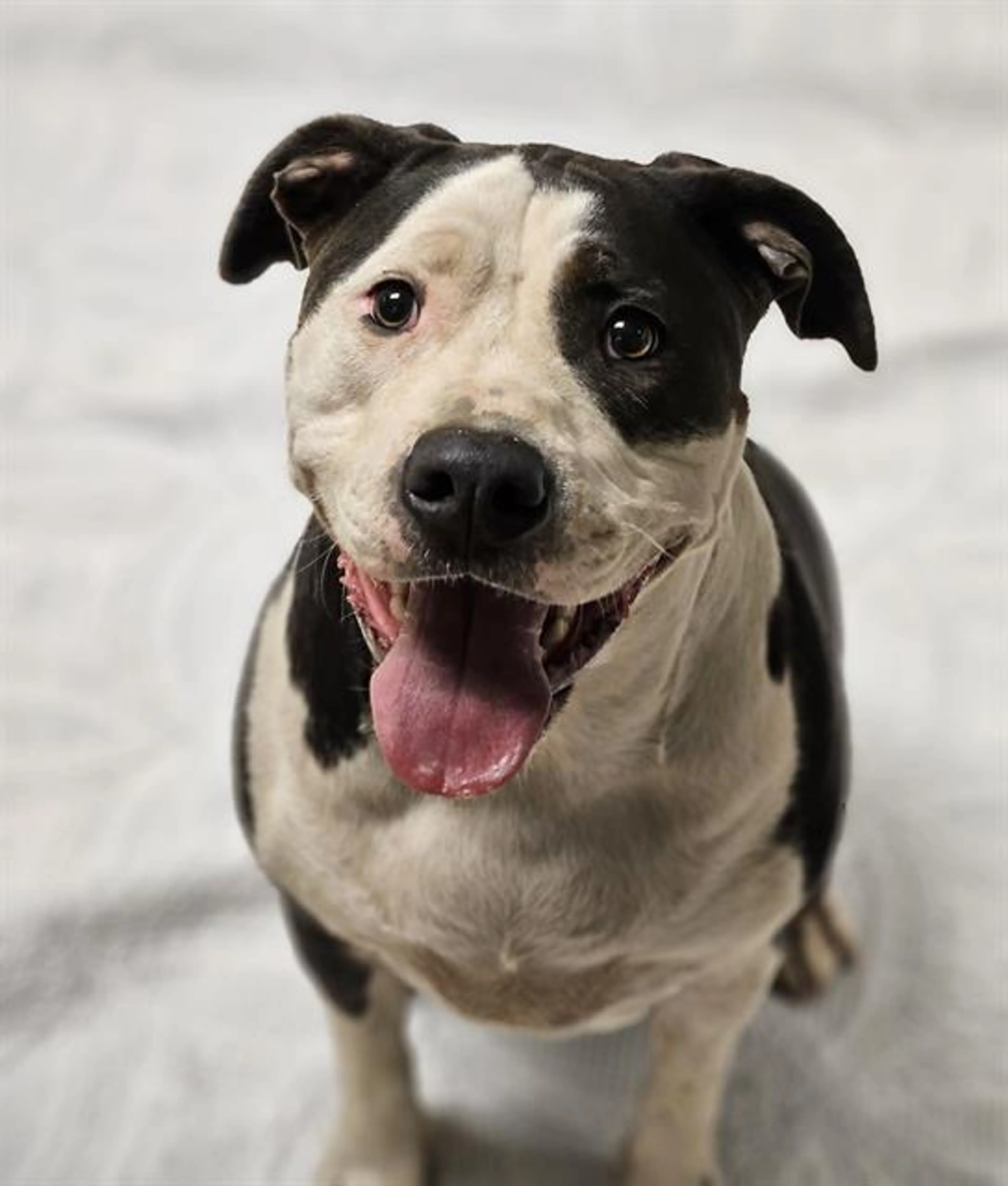 cdn image