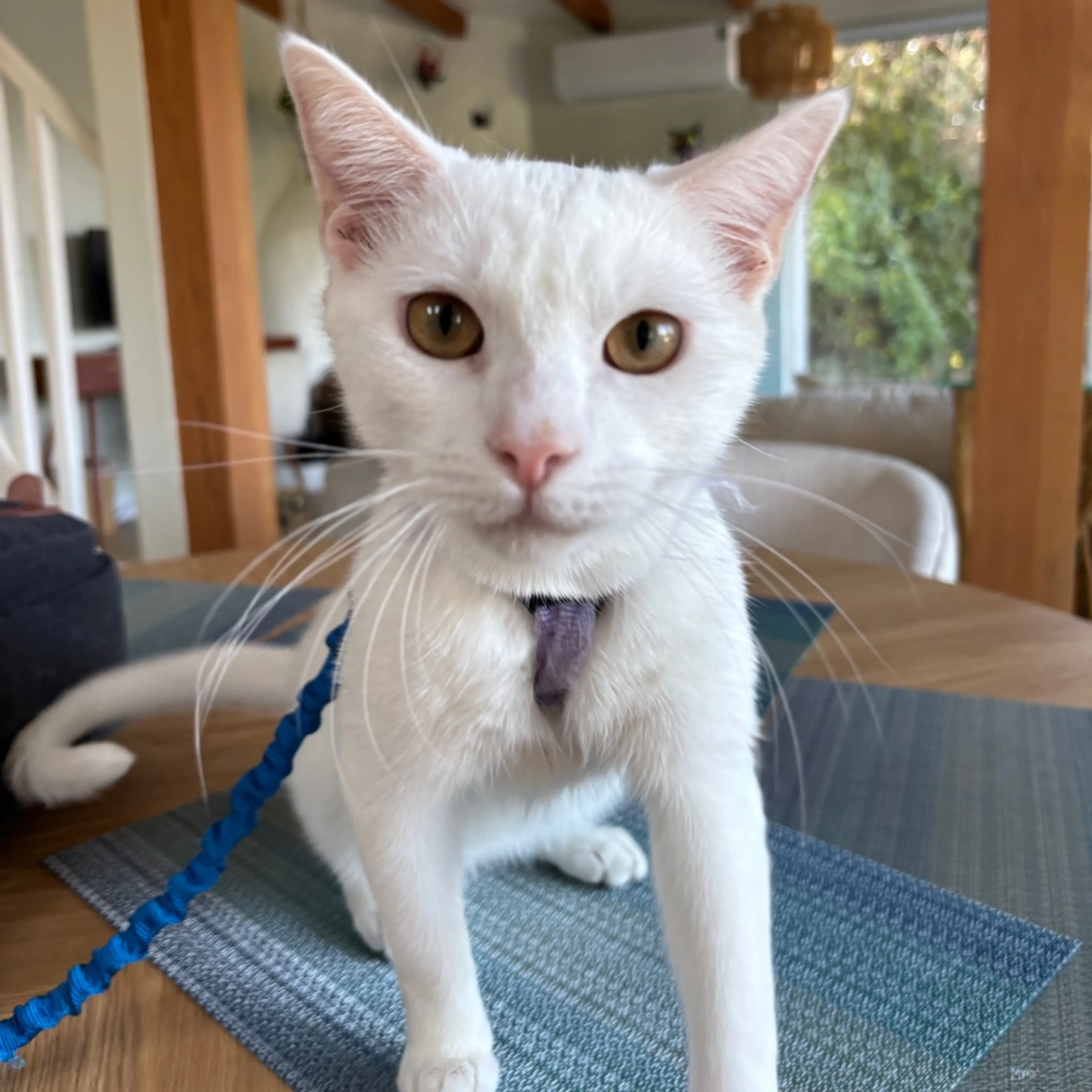 Found pet-0