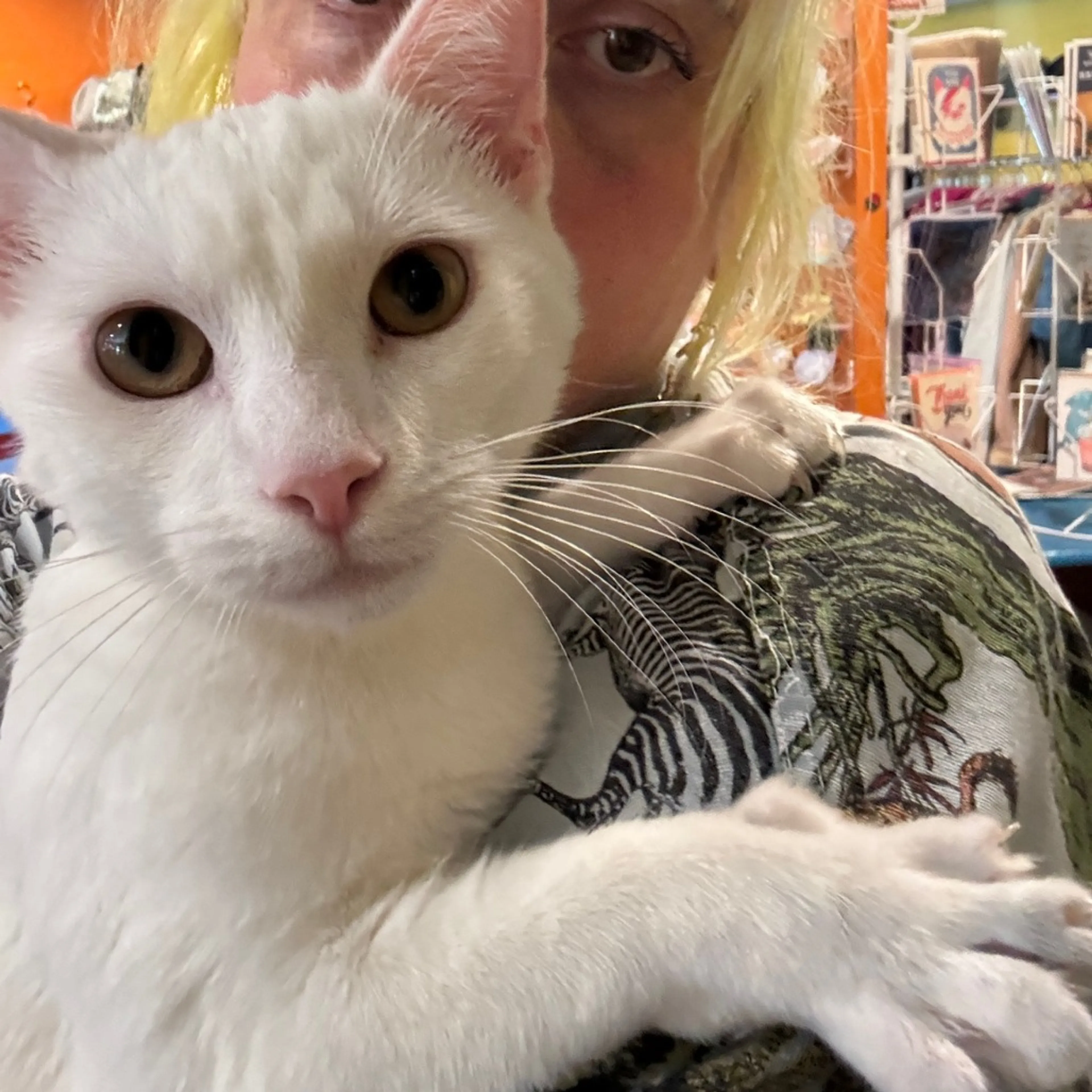 Found pet-2