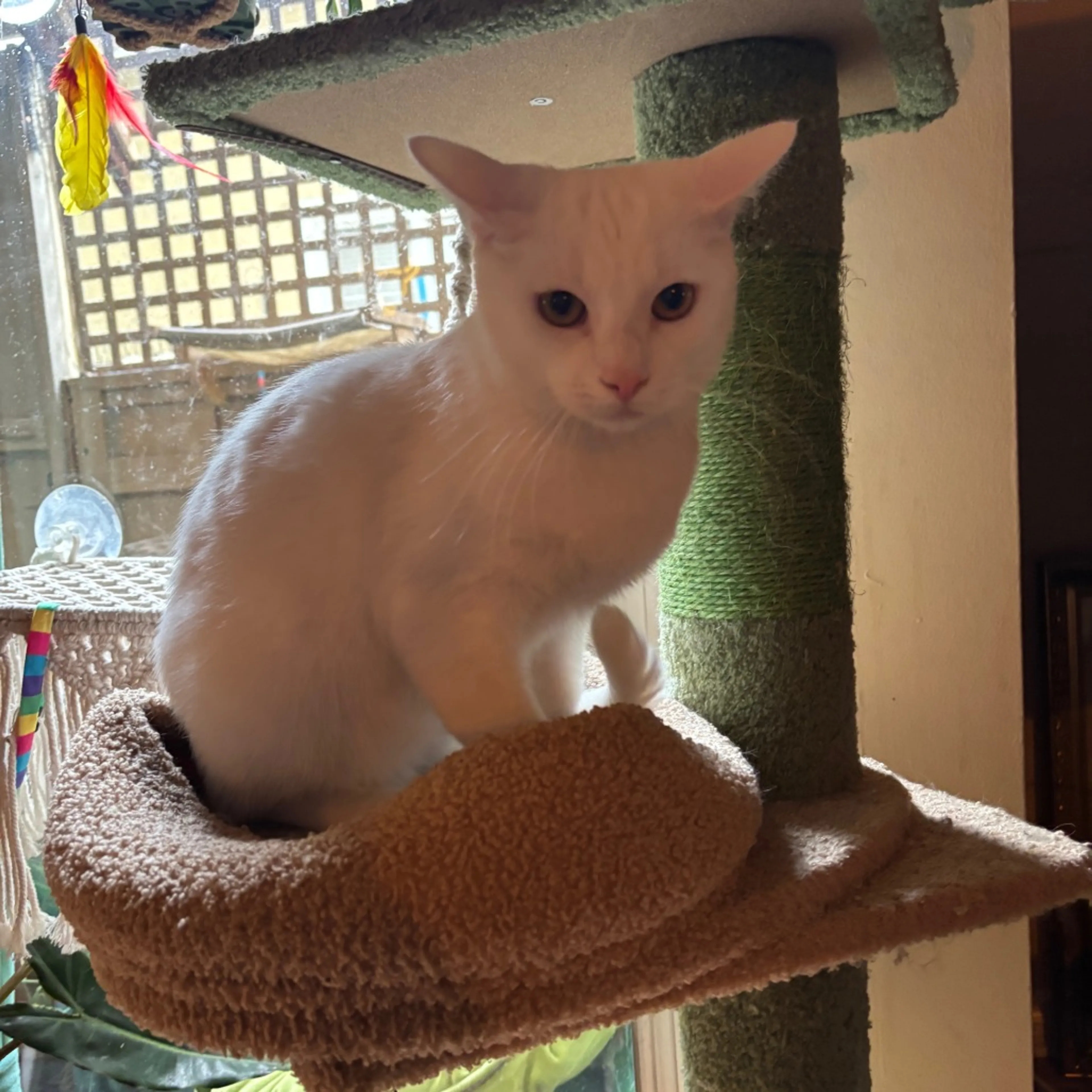 Found pet-1