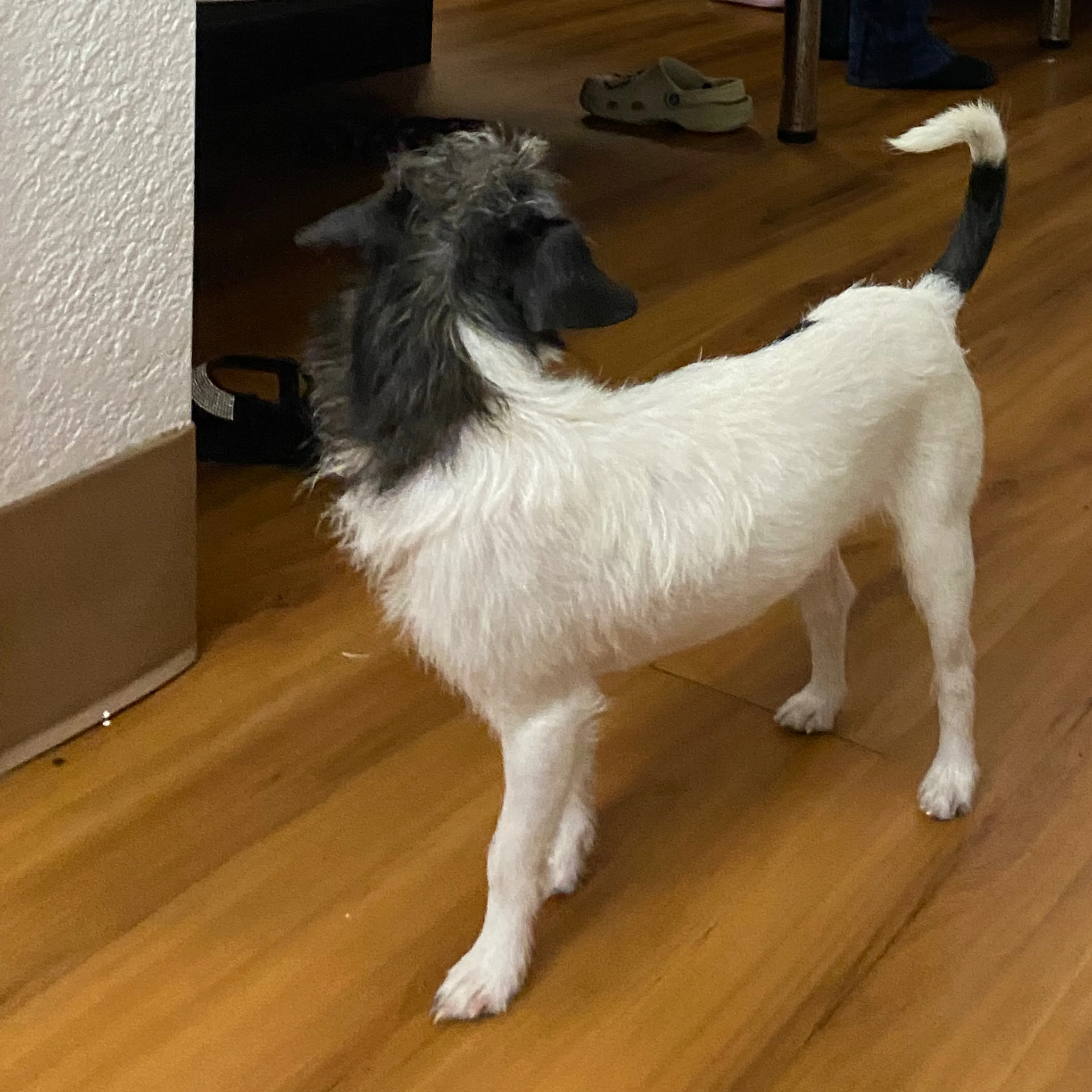 Lost pet-1