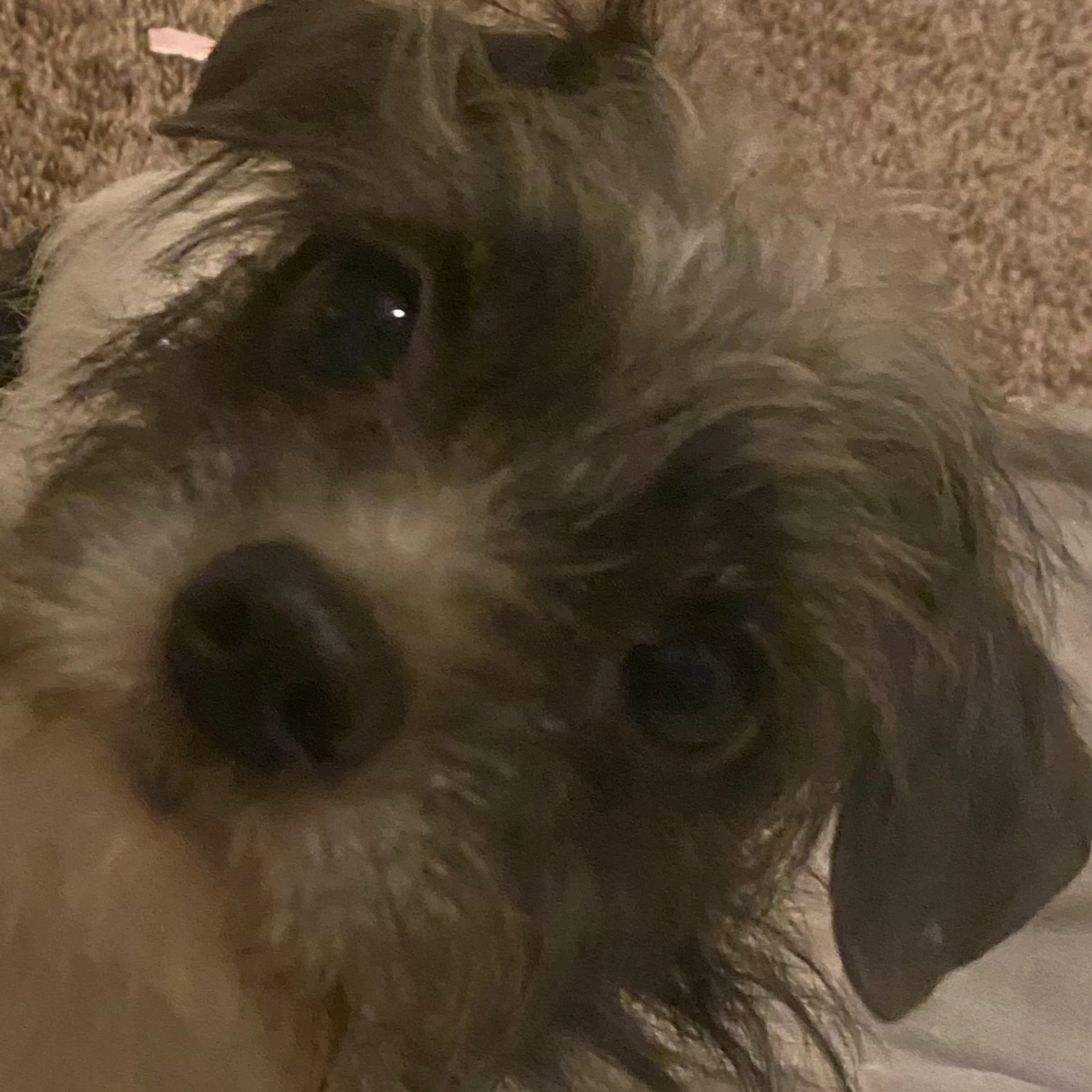 Lost pet-2